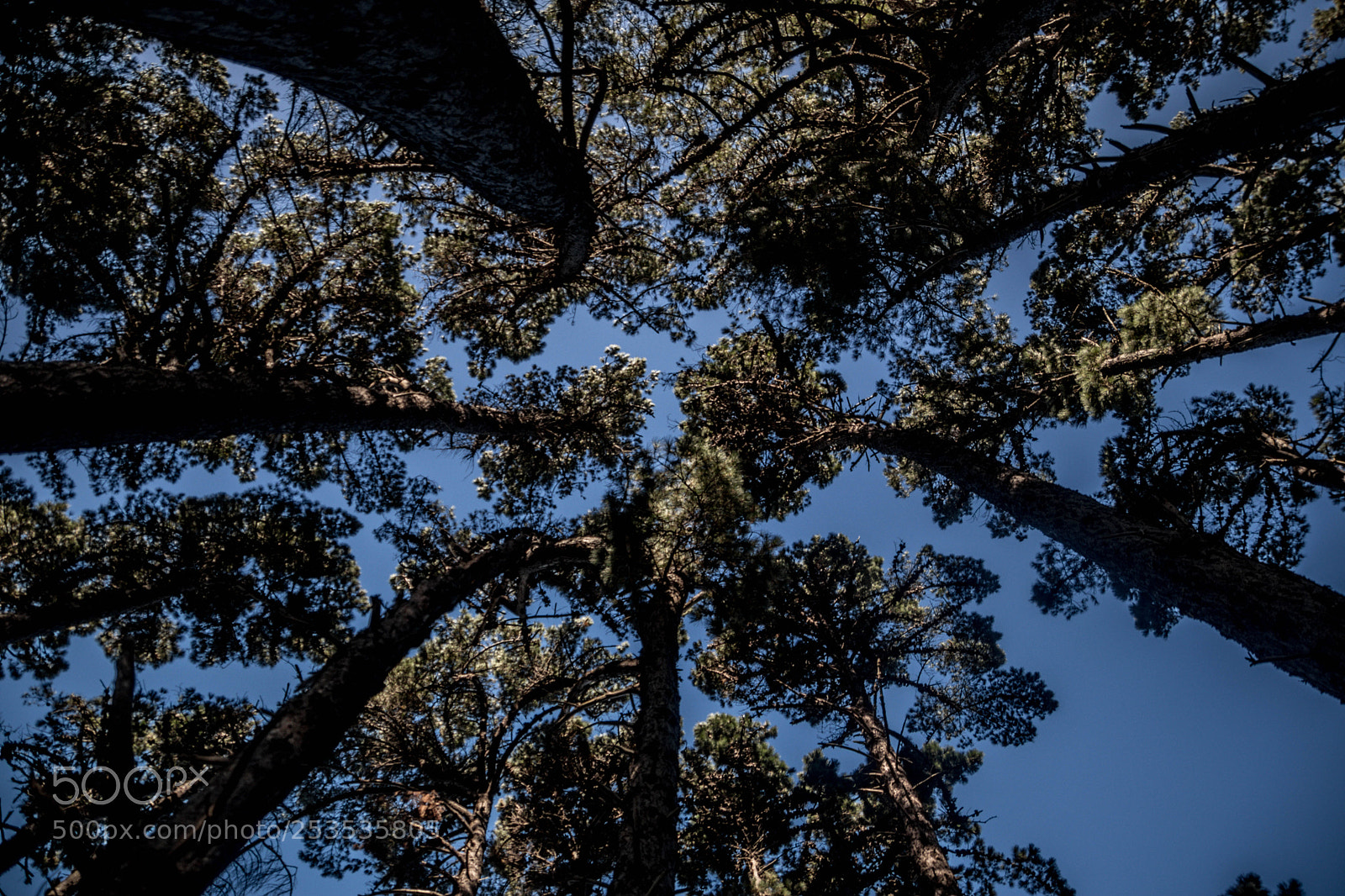 Canon EOS 80D sample photo. Perspective trees photography