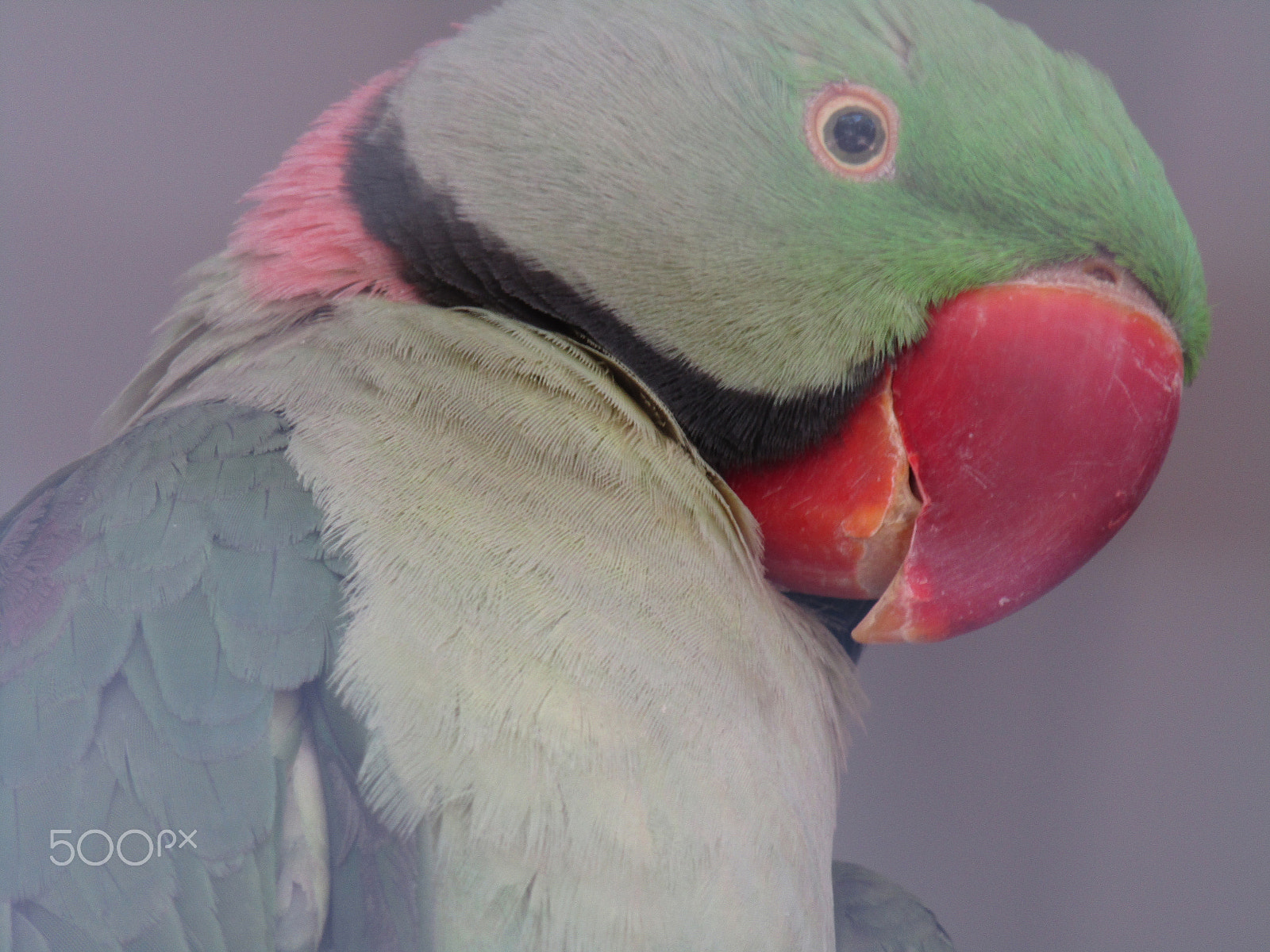 Canon POWERSHOT SX430 IS sample photo. Parrot on the tree isolated photography