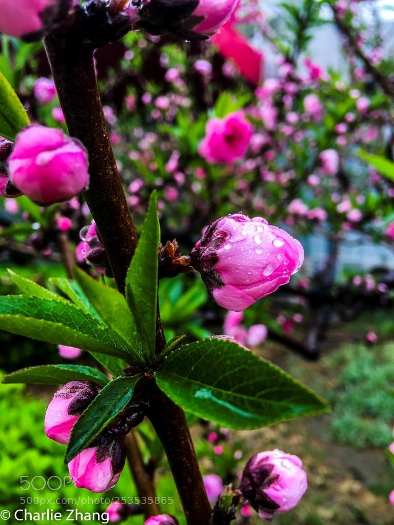 Apple iPhone 6s Plus sample photo. Untitled photography