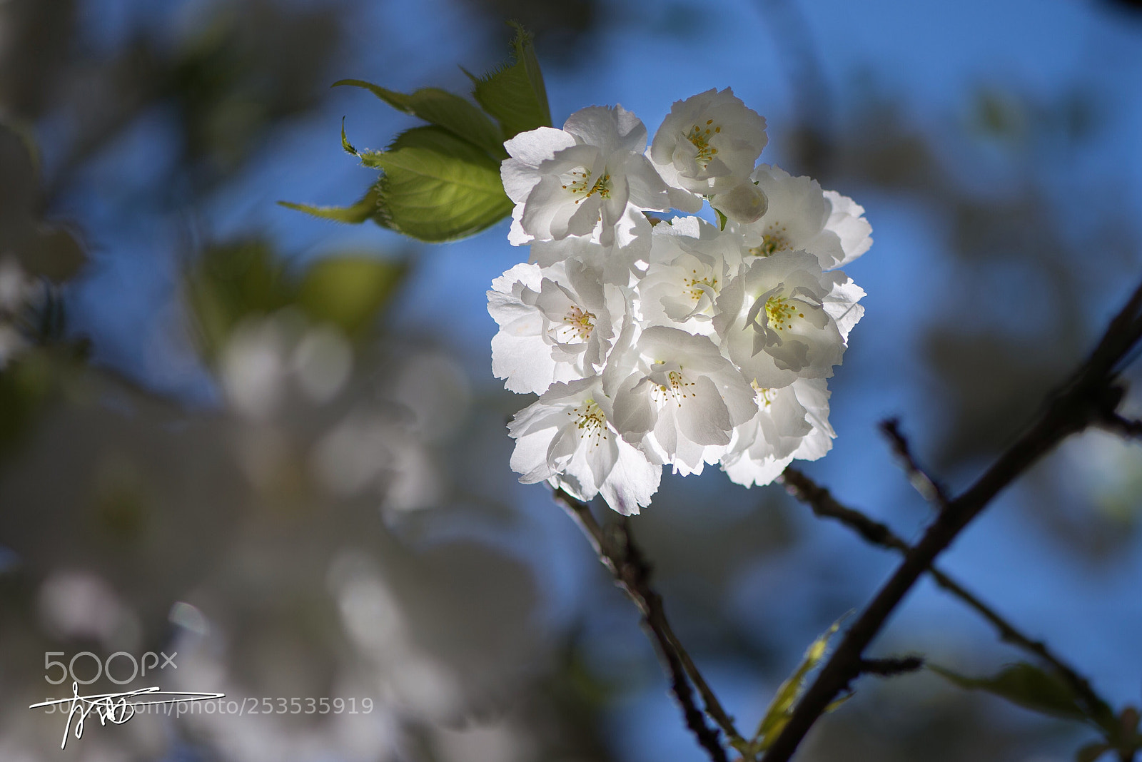 Nikon D610 sample photo. Shirotae photography