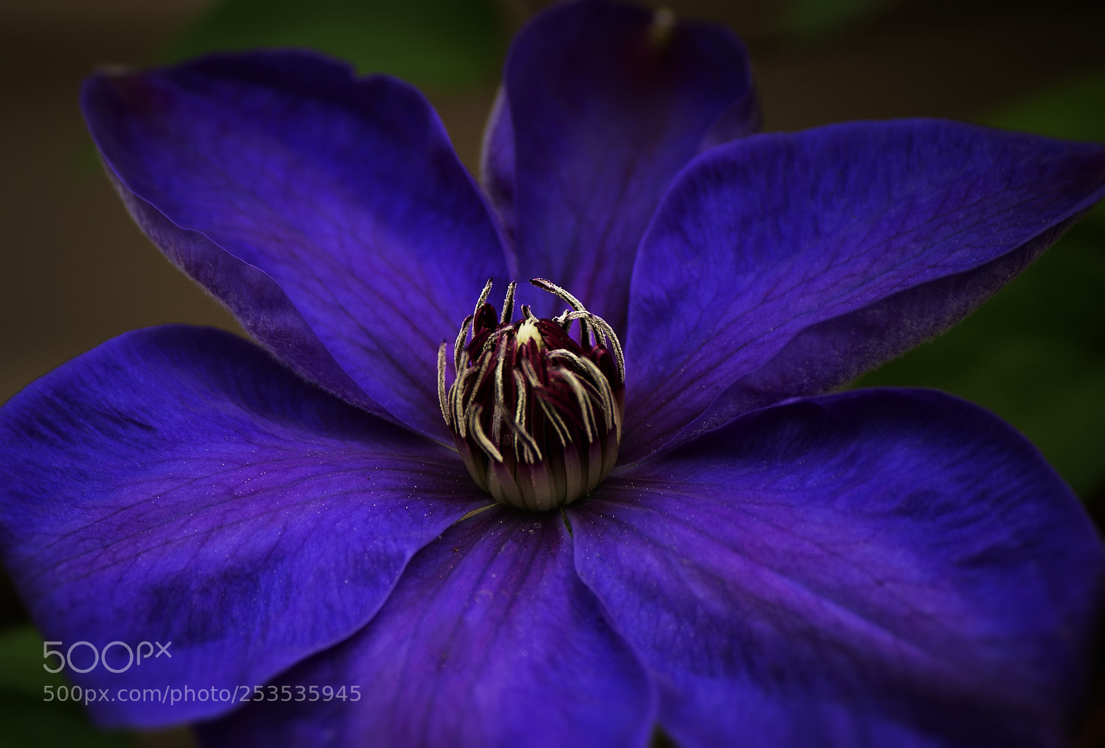 Canon EOS 70D sample photo. Clematis photography