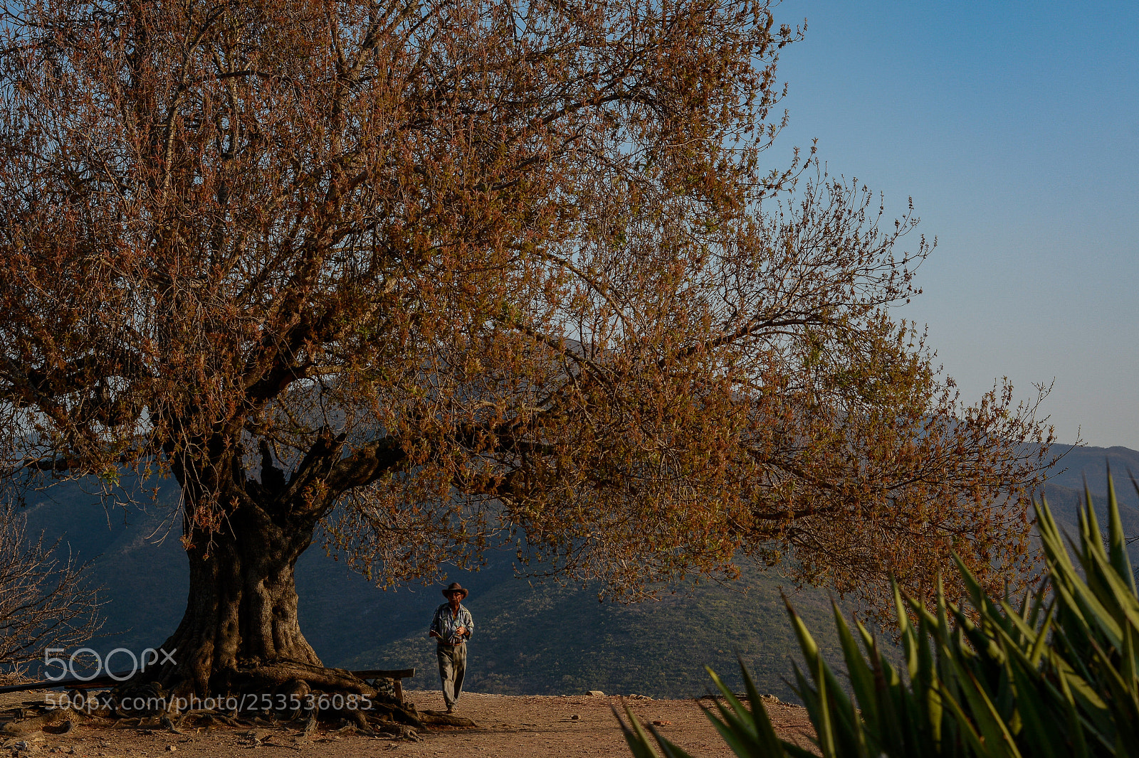 Nikon D7100 sample photo. Old man in nature photography