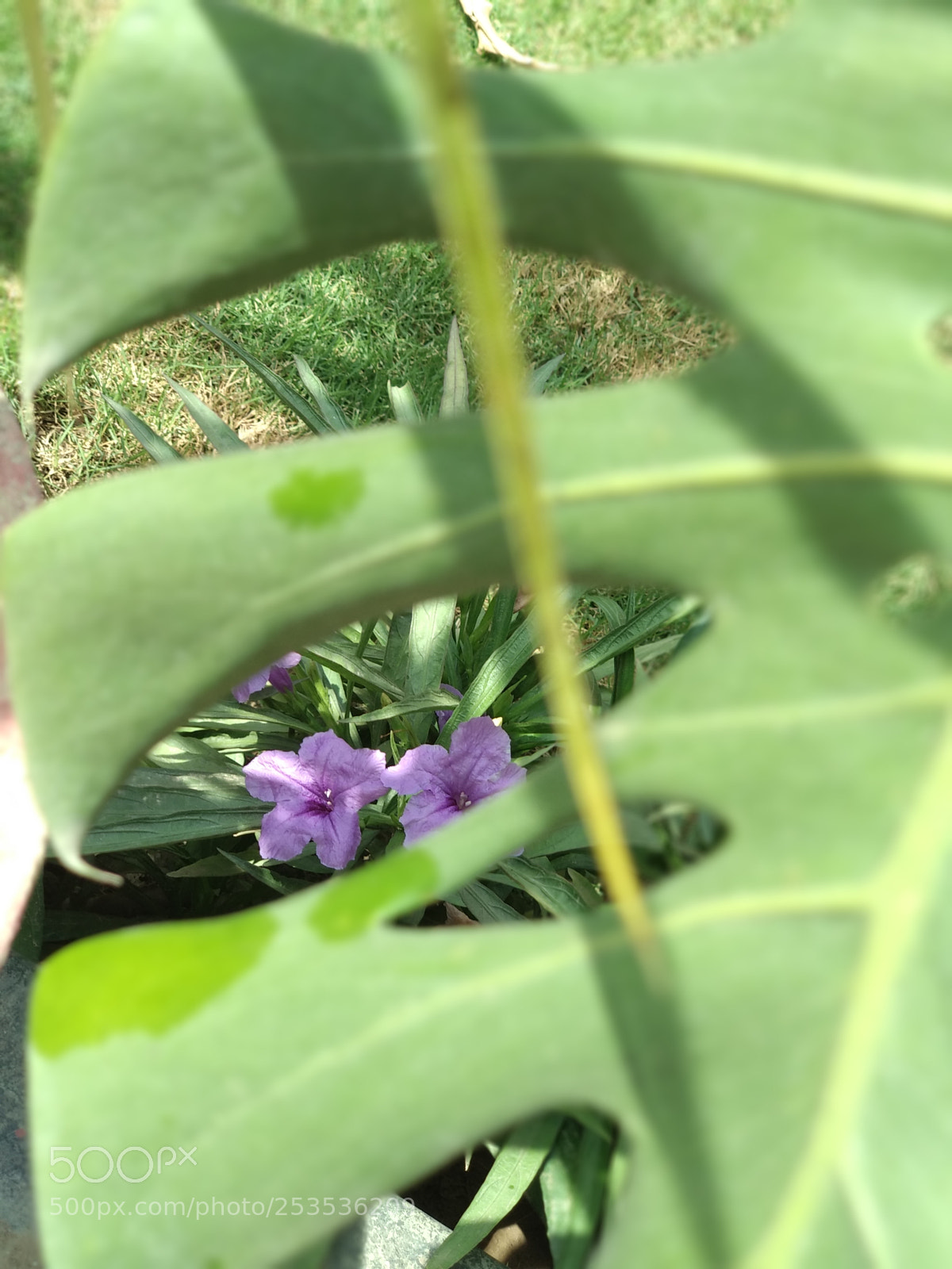 Xiaomi Mi A1 sample photo. Behind the leaf photography