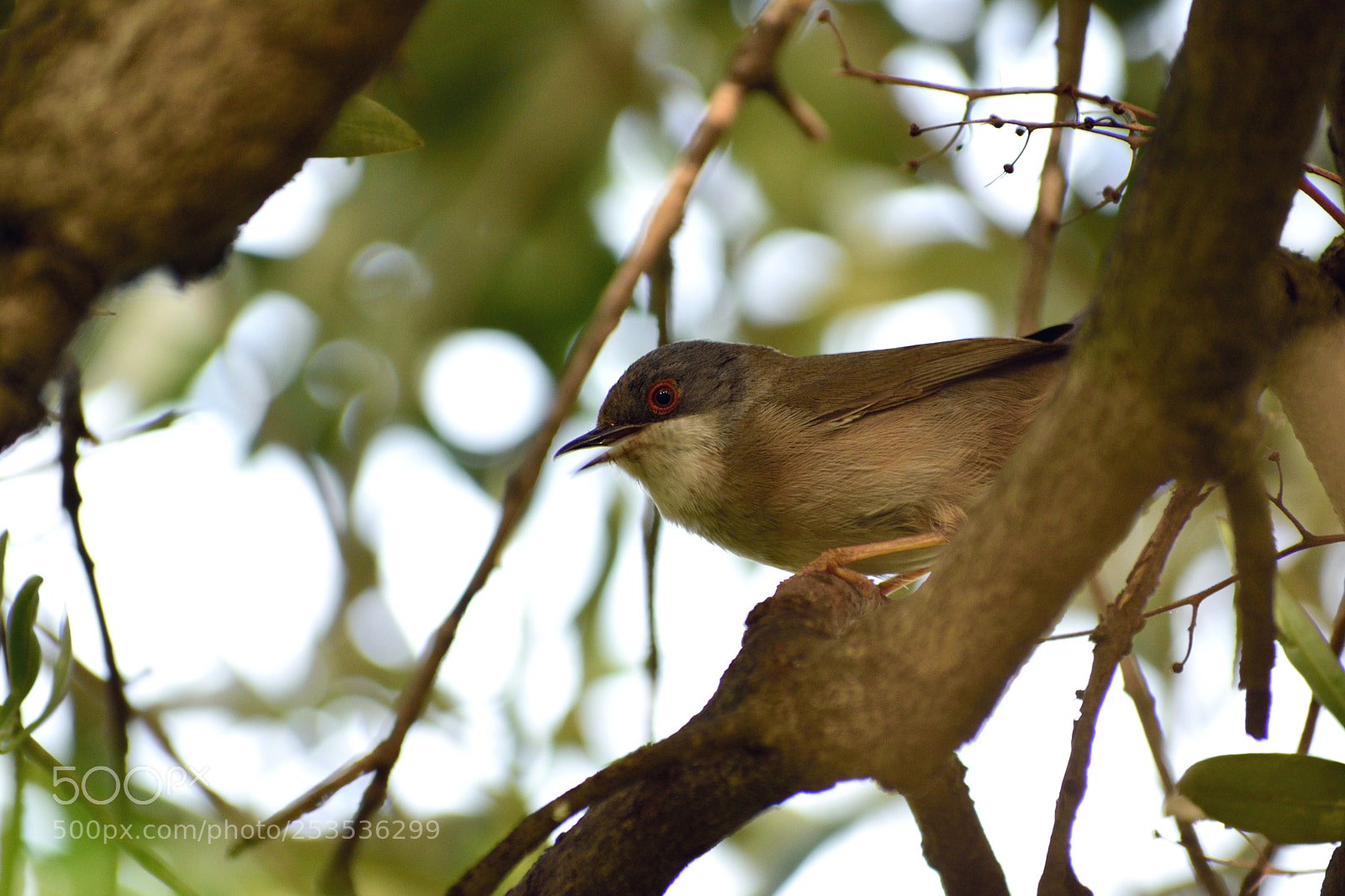 Nikon D3300 sample photo. Warbler photography