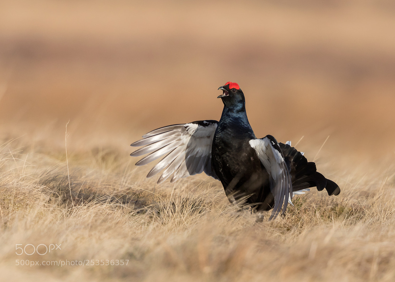 Canon EOS 5D Mark IV sample photo. Flutter jump photography