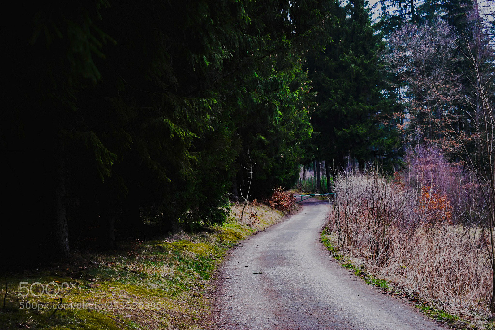 Nikon D3300 sample photo. Entering rudawy labdscape park photography