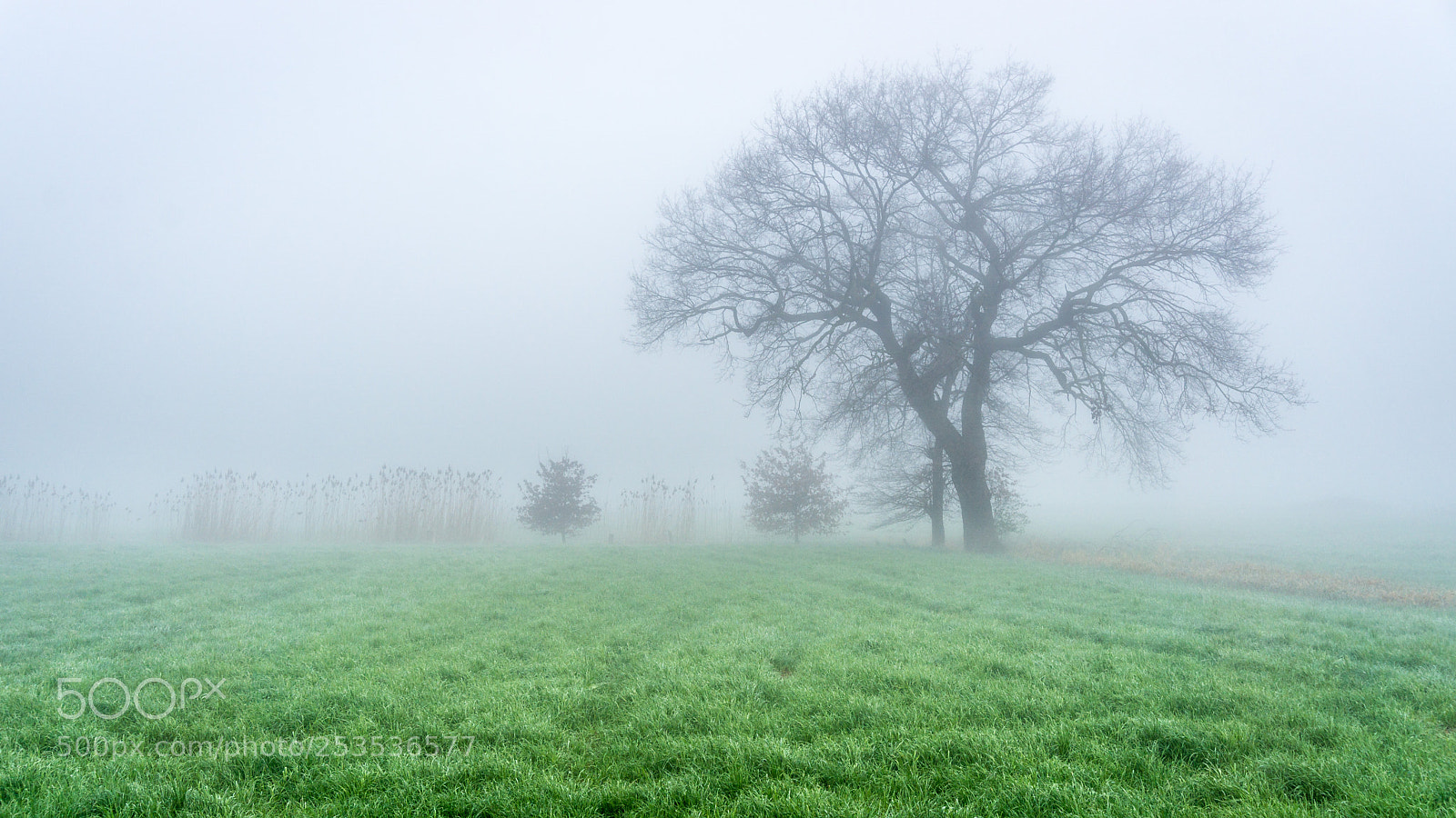 Sony a6000 sample photo. Misty morning photography