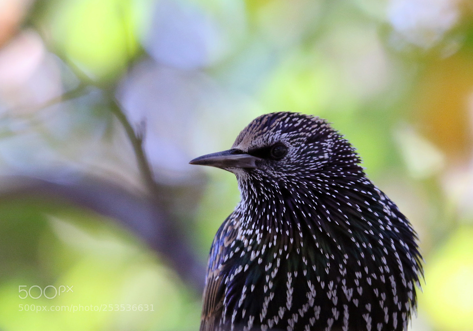 Canon EOS 7D Mark II sample photo. Sitting pretty photography