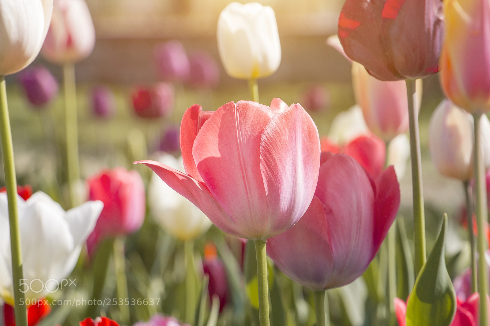 Canon EOS 70D sample photo. Tulip photography