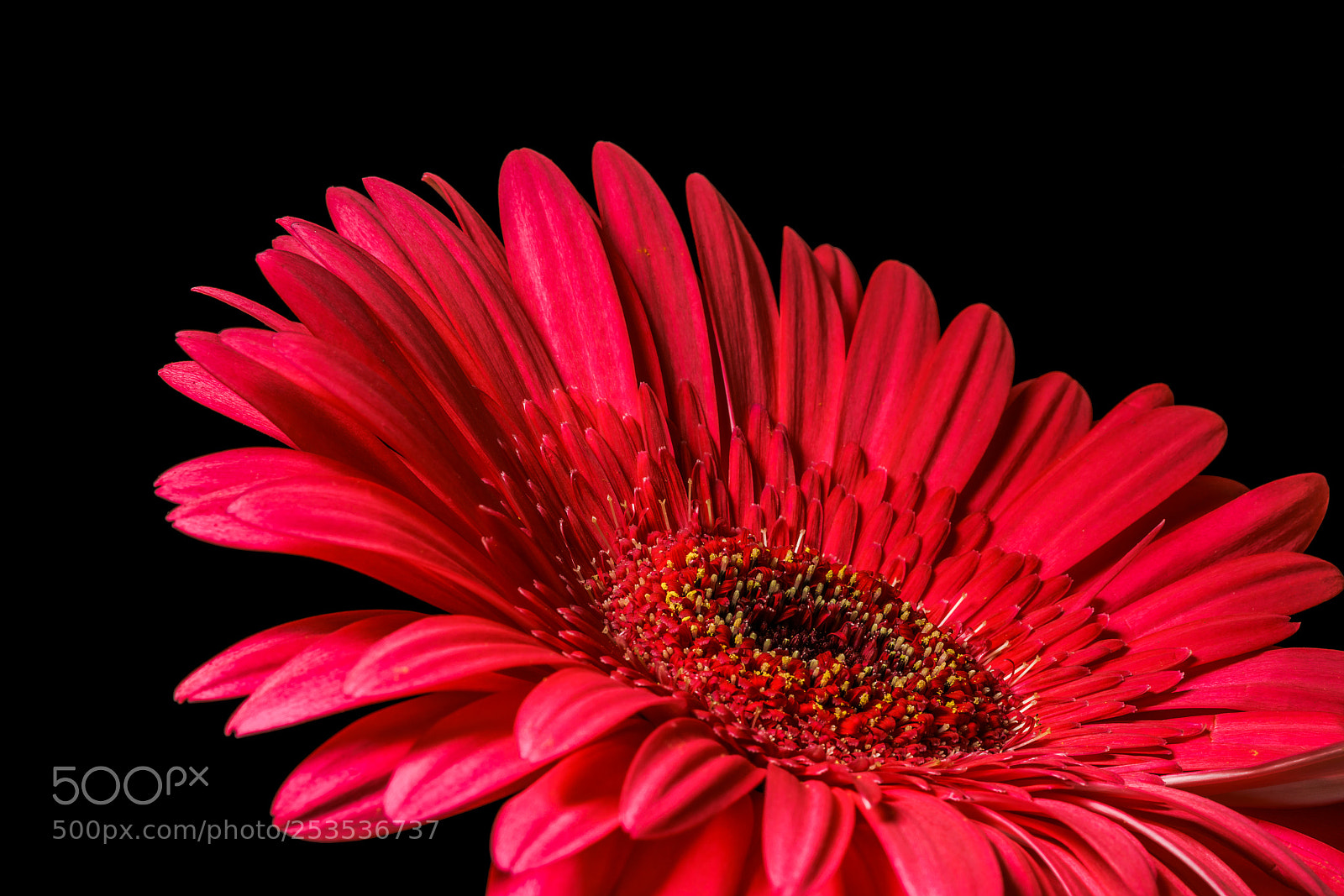 Sony a7R II sample photo. Gerbera photography