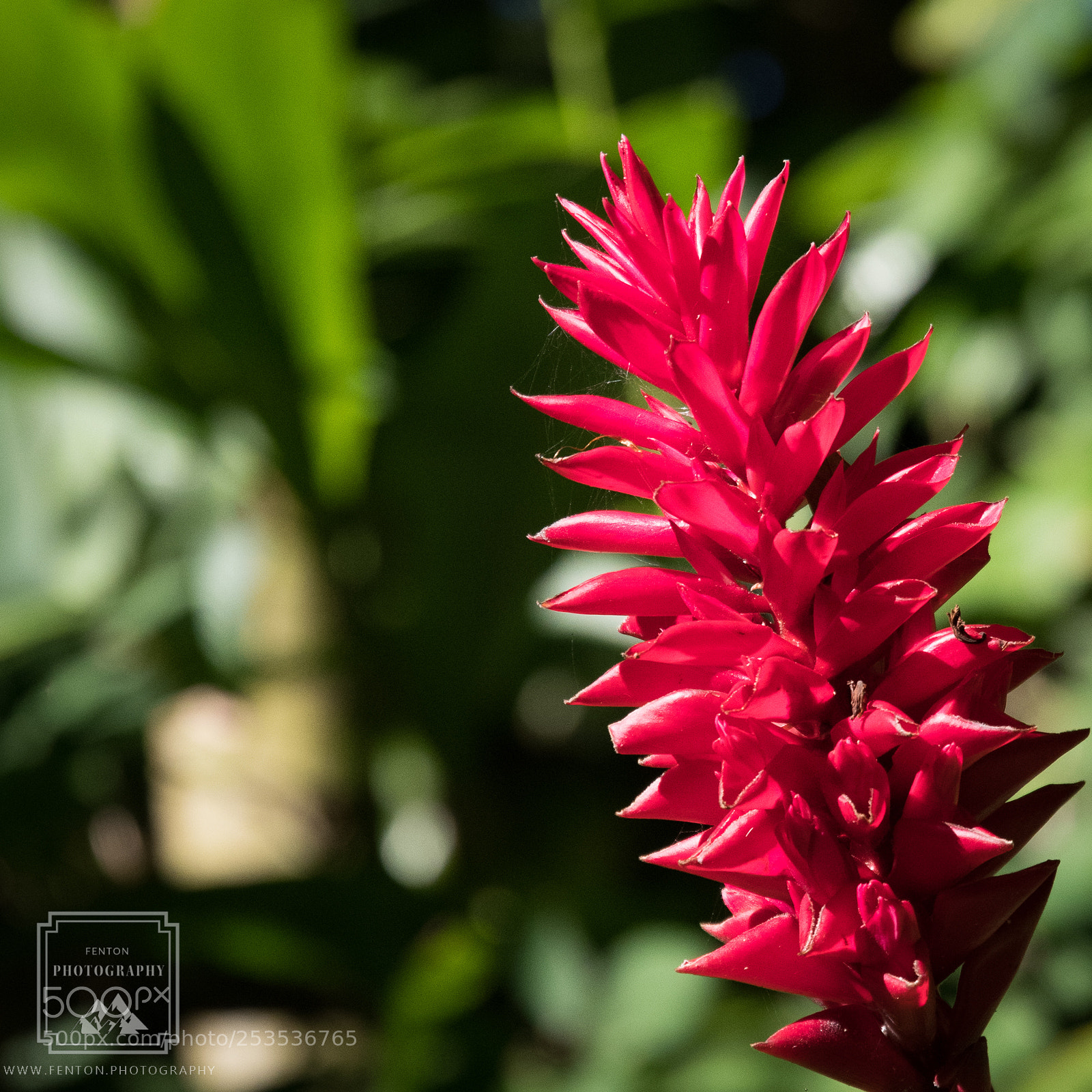 Pentax K-1 sample photo. Backlit ginger photography