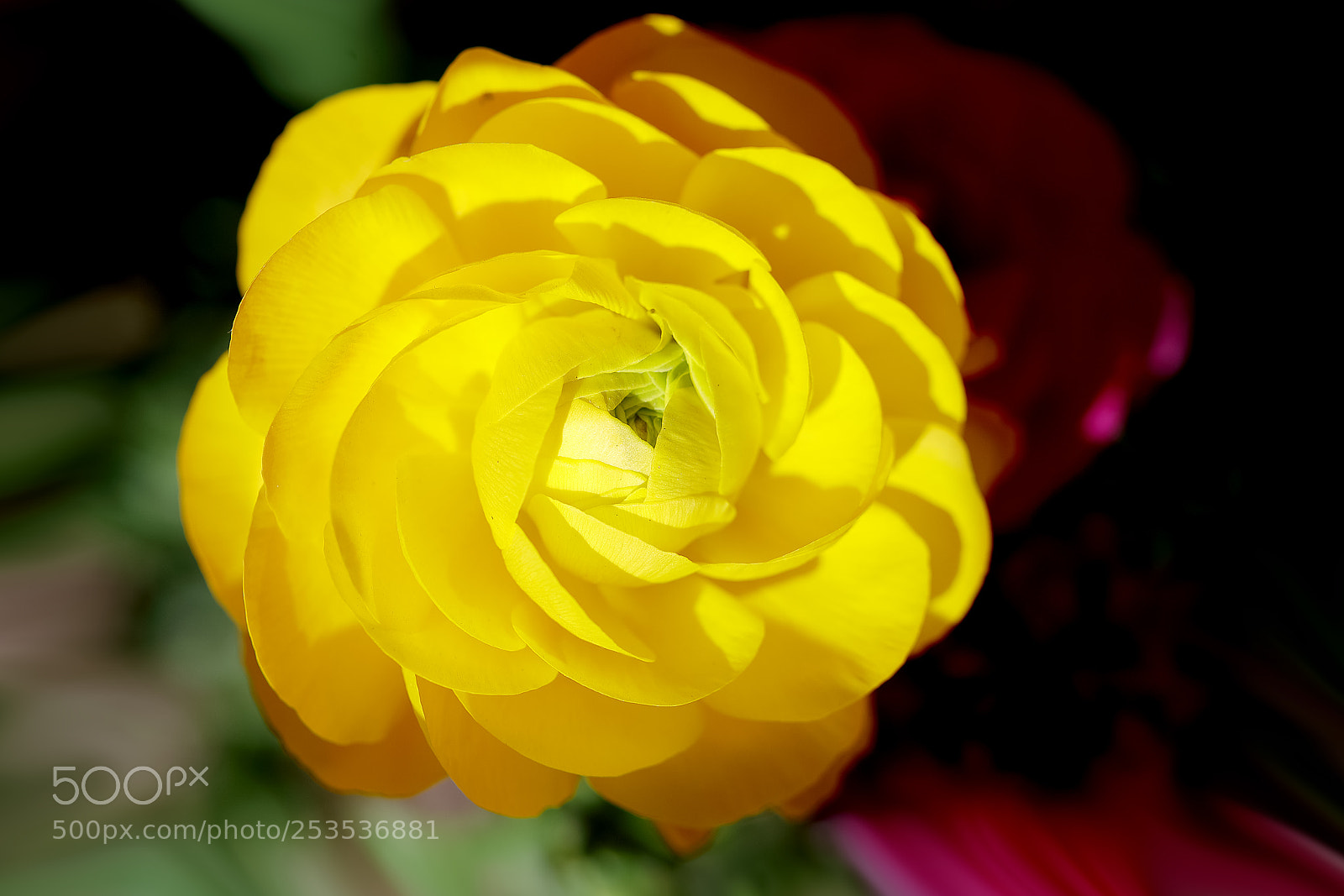 Canon EOS-1D X Mark II sample photo. 花毛茛 photography