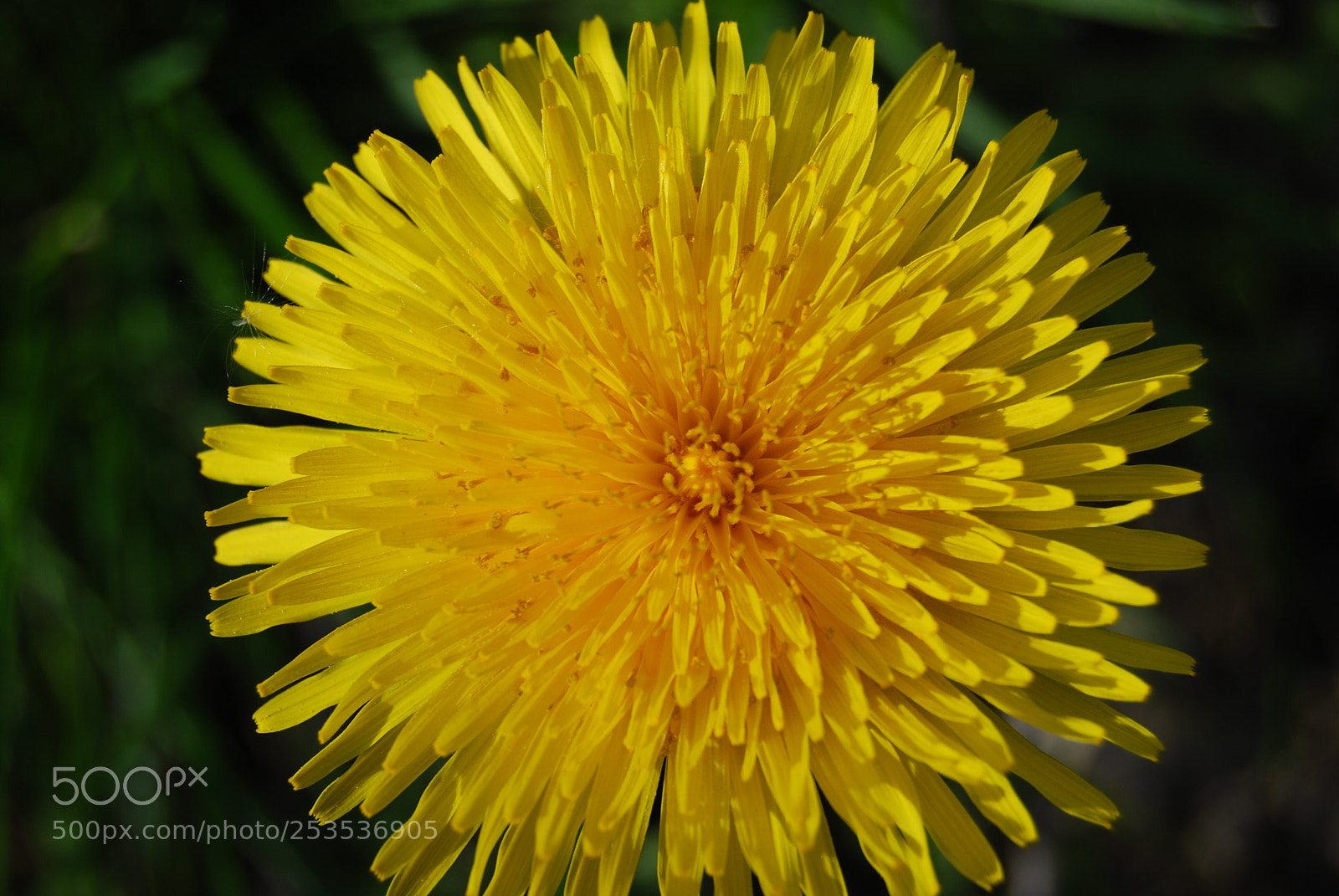 Nikon D80 sample photo. Dandelion  photography