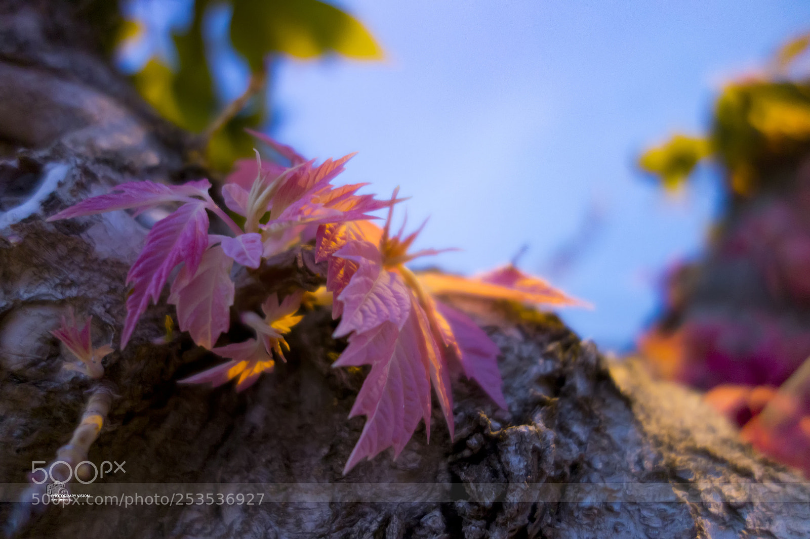 Sony Cyber-shot DSC-RX100 sample photo. Colors photography
