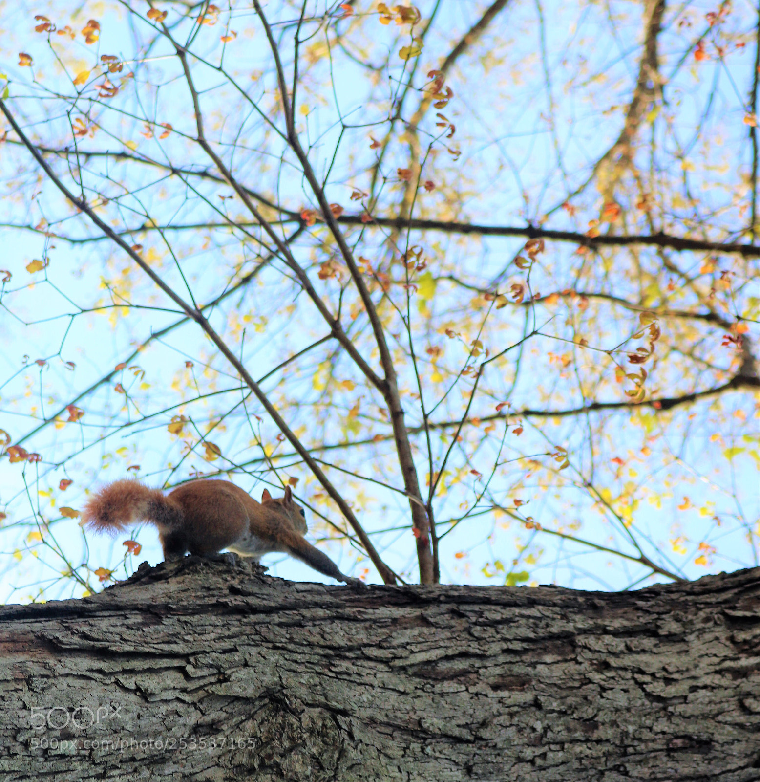 Canon EOS 760D (EOS Rebel T6s / EOS 8000D) sample photo. Squirrel on the run photography