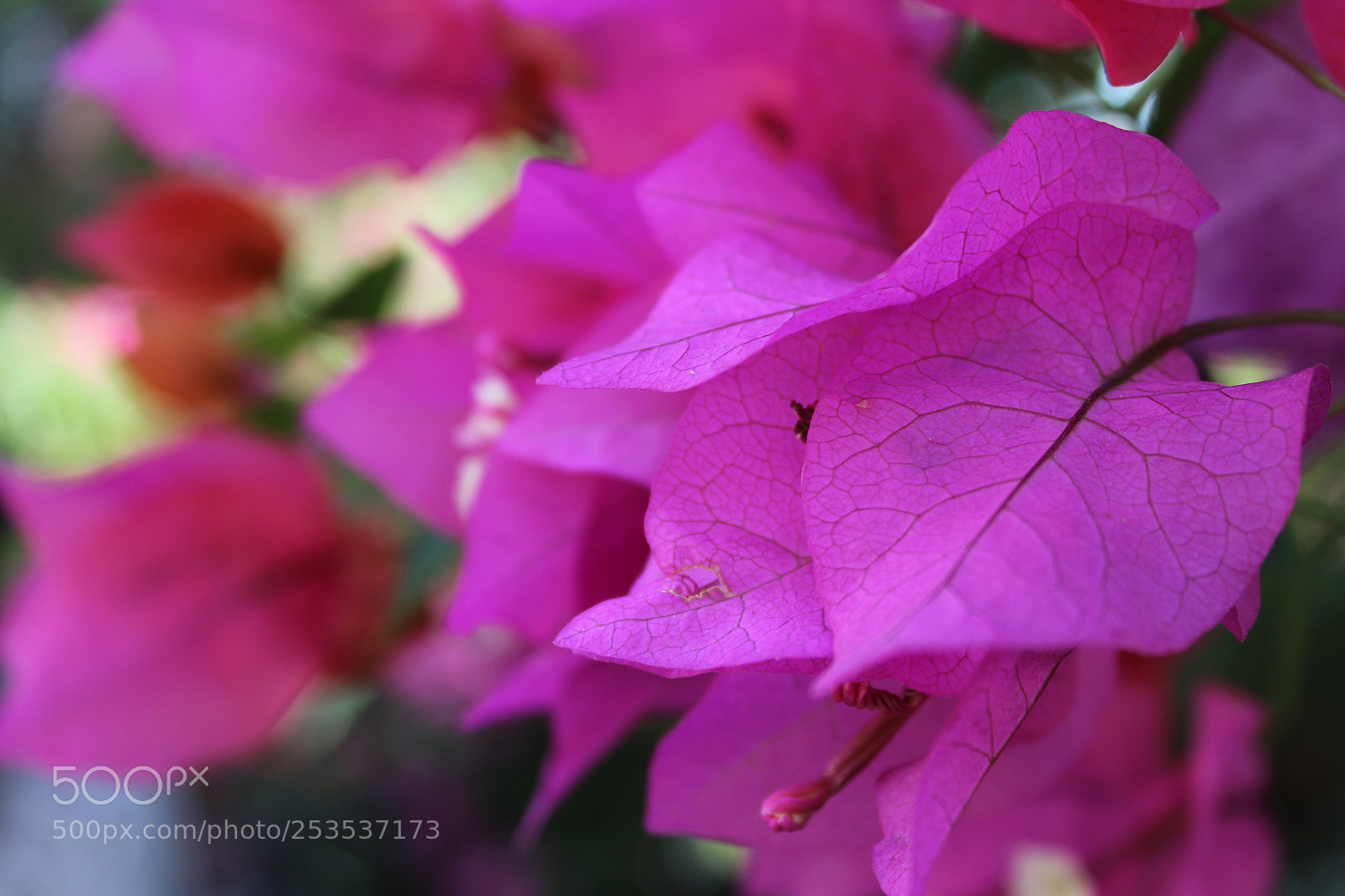 Canon EOS 1300D (EOS Rebel T6 / EOS Kiss X80) sample photo. Flower pic by #rcg photography