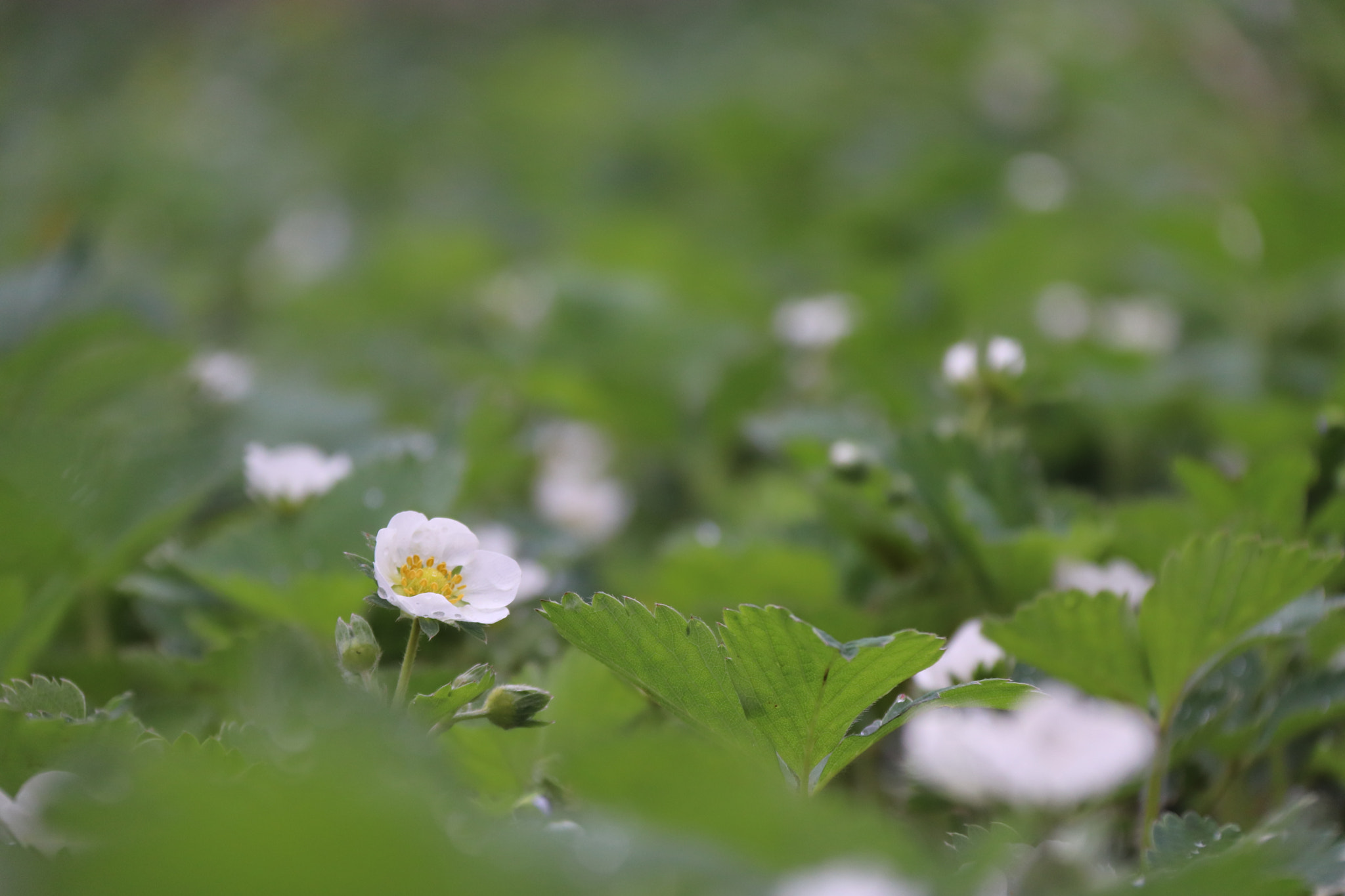 Canon EOS 77D (EOS 9000D / EOS 770D) sample photo
