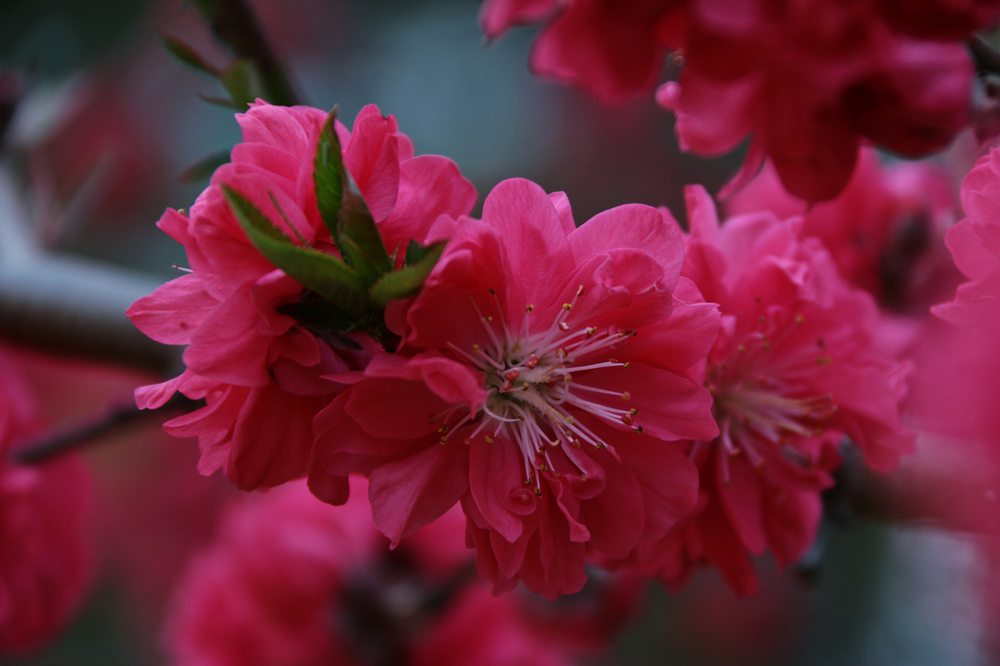Canon EF-S 18-200mm F3.5-5.6 IS sample photo
