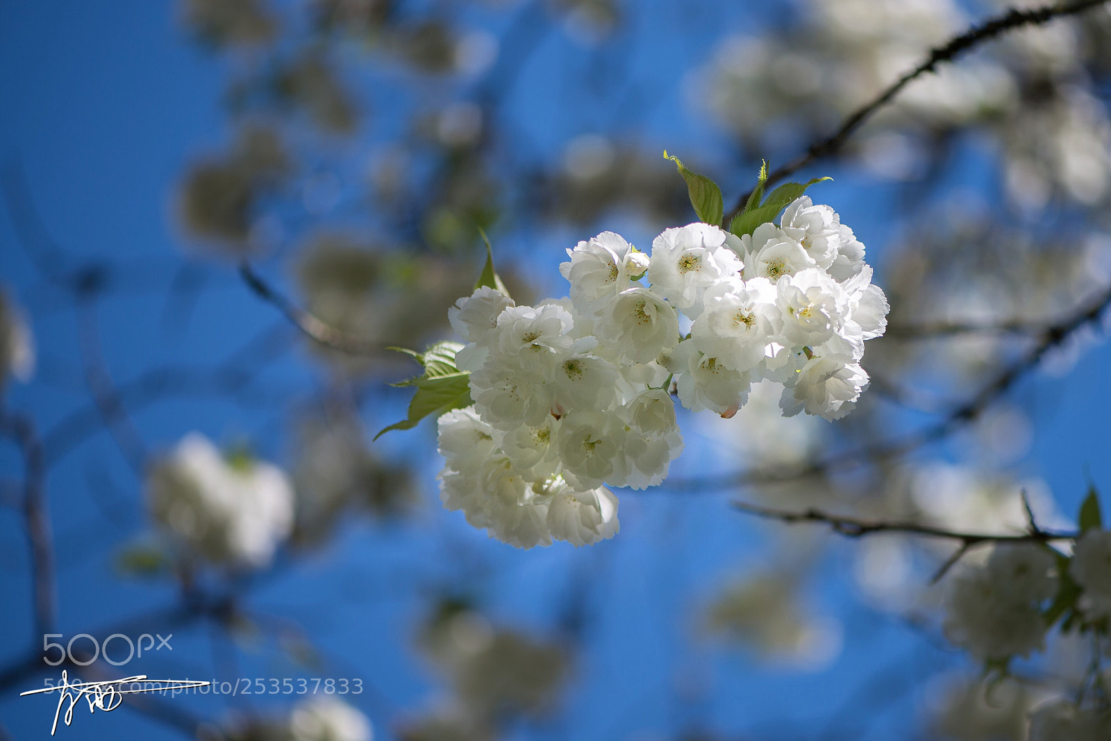 Nikon D610 sample photo. Shirotae photography