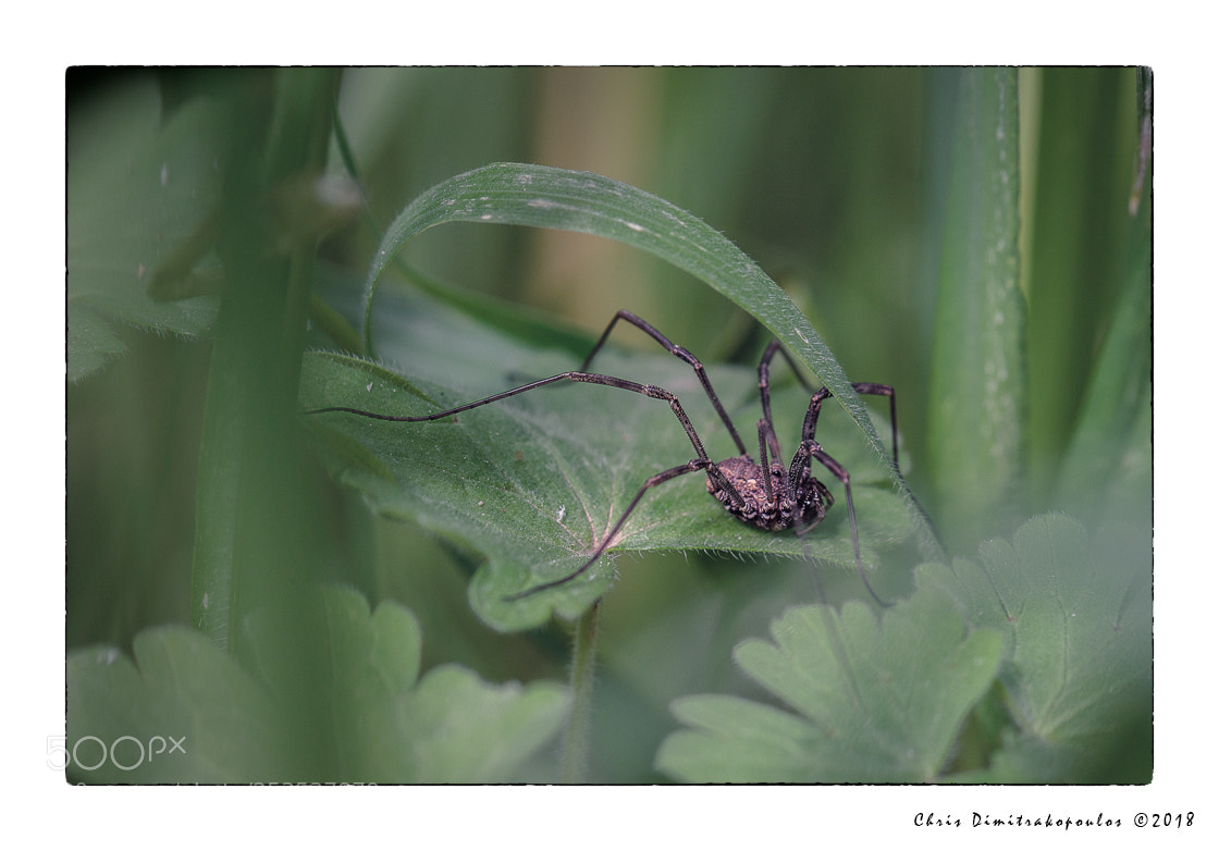 Nikon D7000 sample photo. Ambush photography