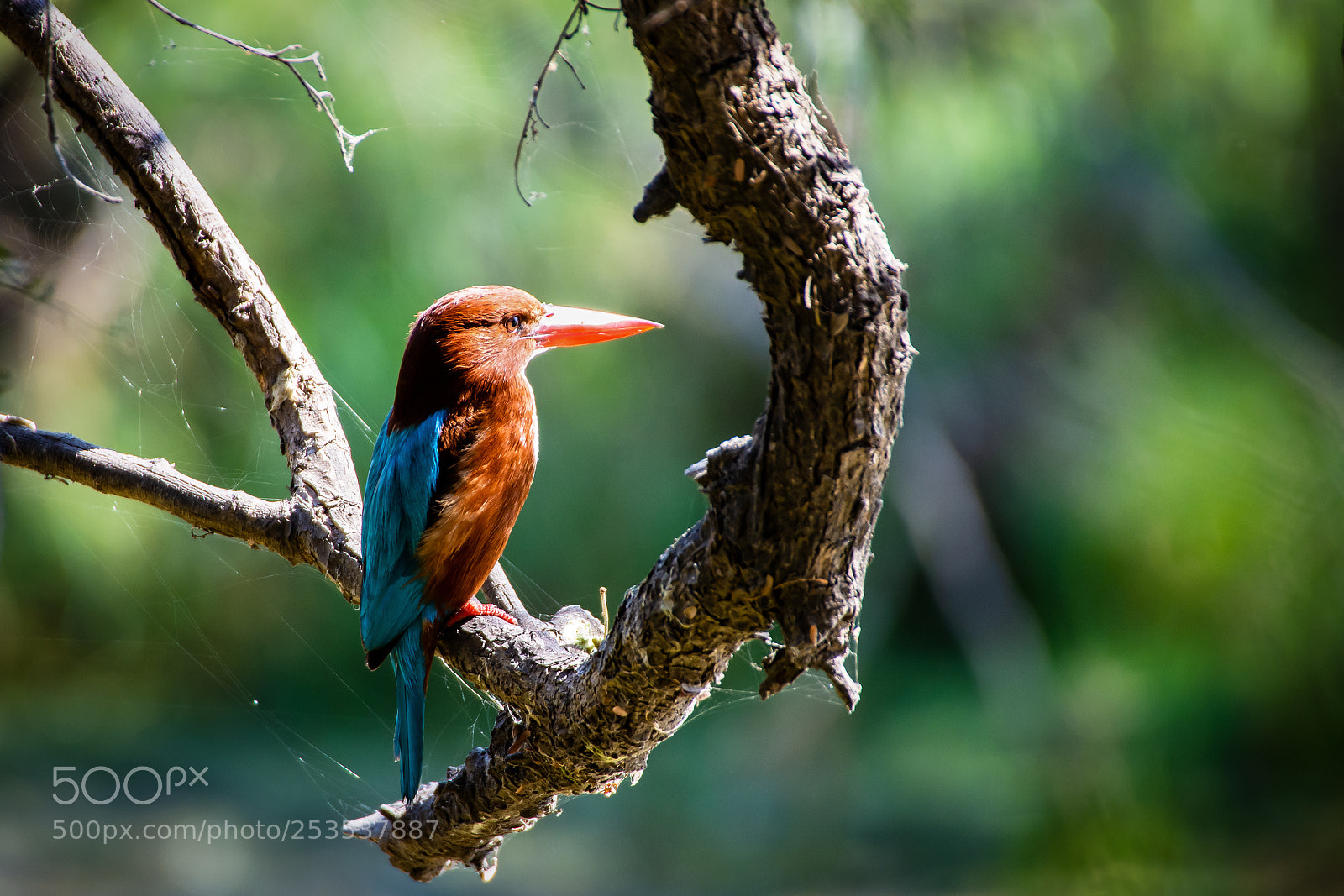Nikon D7200 sample photo. A white throated kingfisher photography