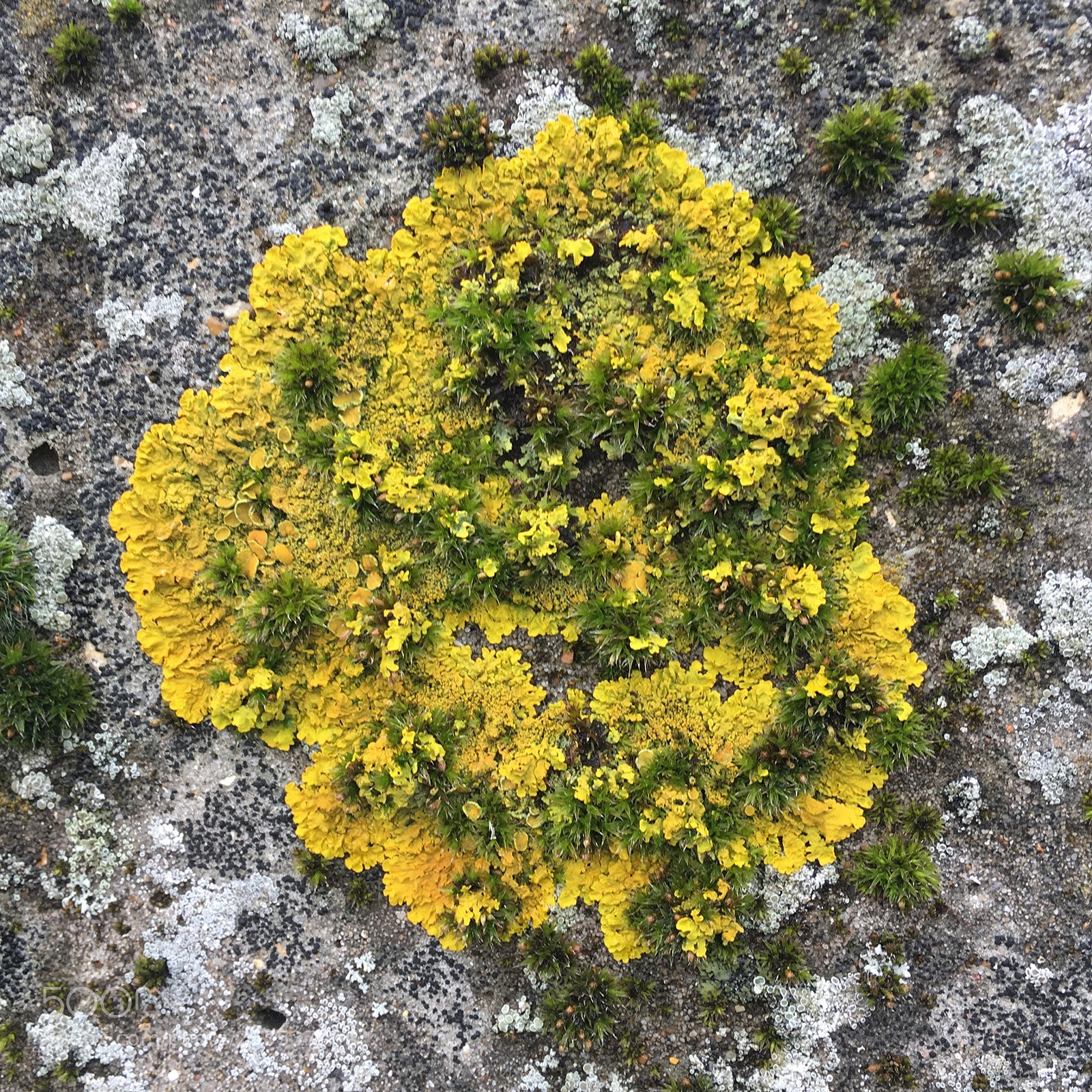 Apple iPhone 6s sample photo. Lichen & moss..... photography