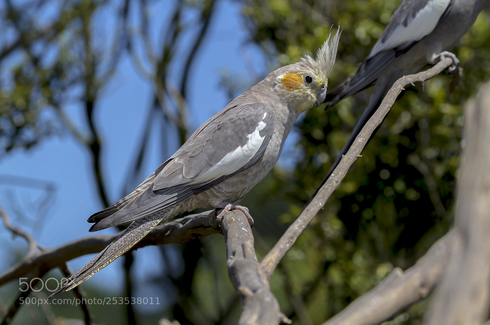 Canon EOS 7D sample photo. Cockatiel photography