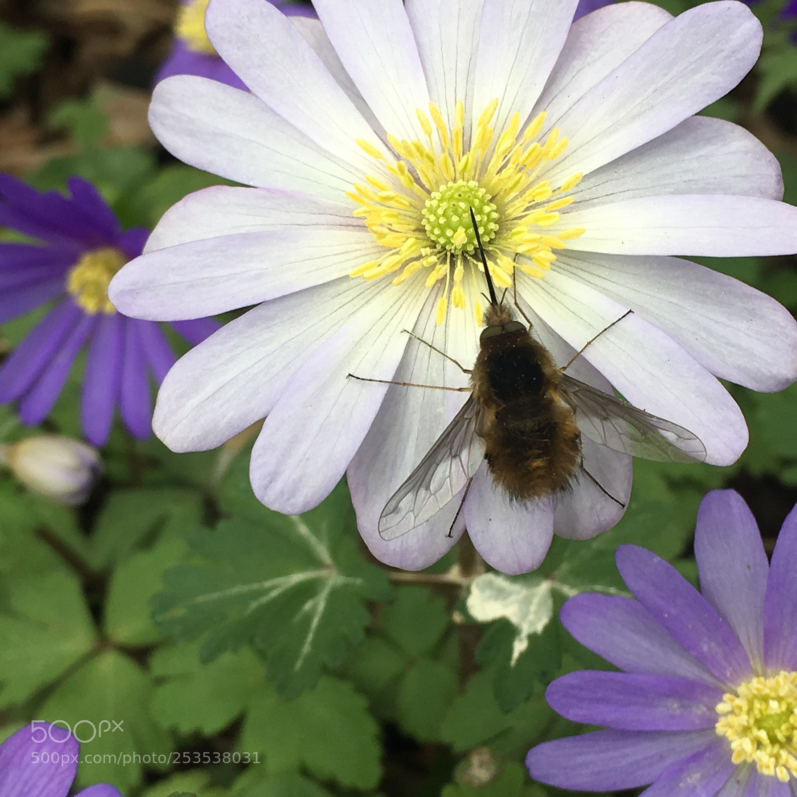 Apple iPhone 6s sample photo. Bee fly..... photography