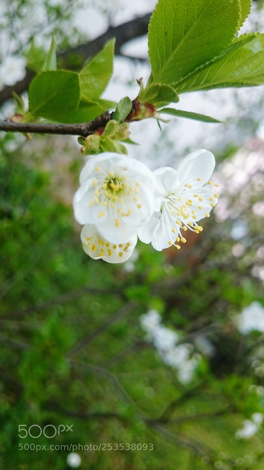 Sony Xperia Z2 sample photo. Flower photography