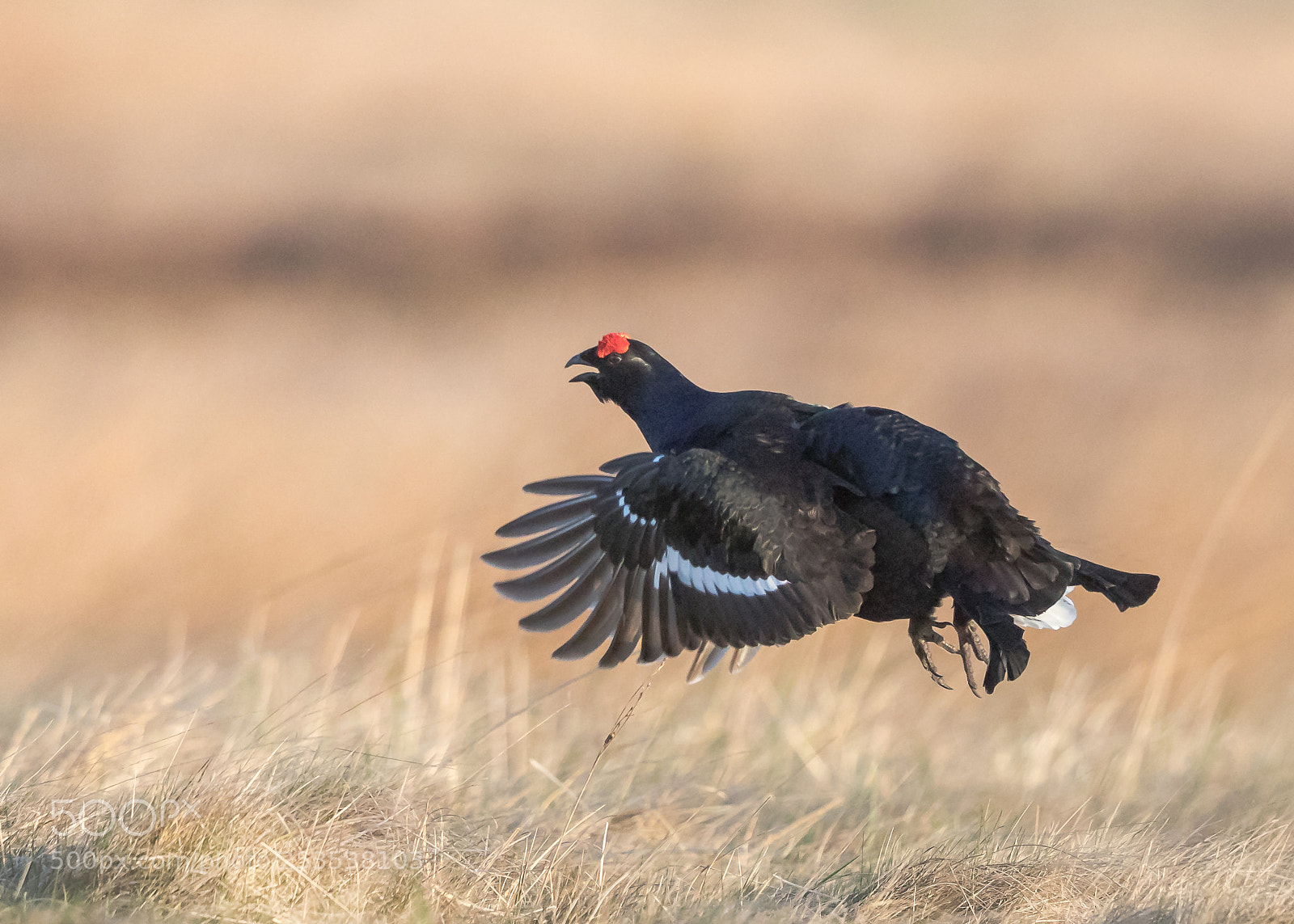 Canon EOS 5D Mark IV sample photo. Black grouse in flight photography