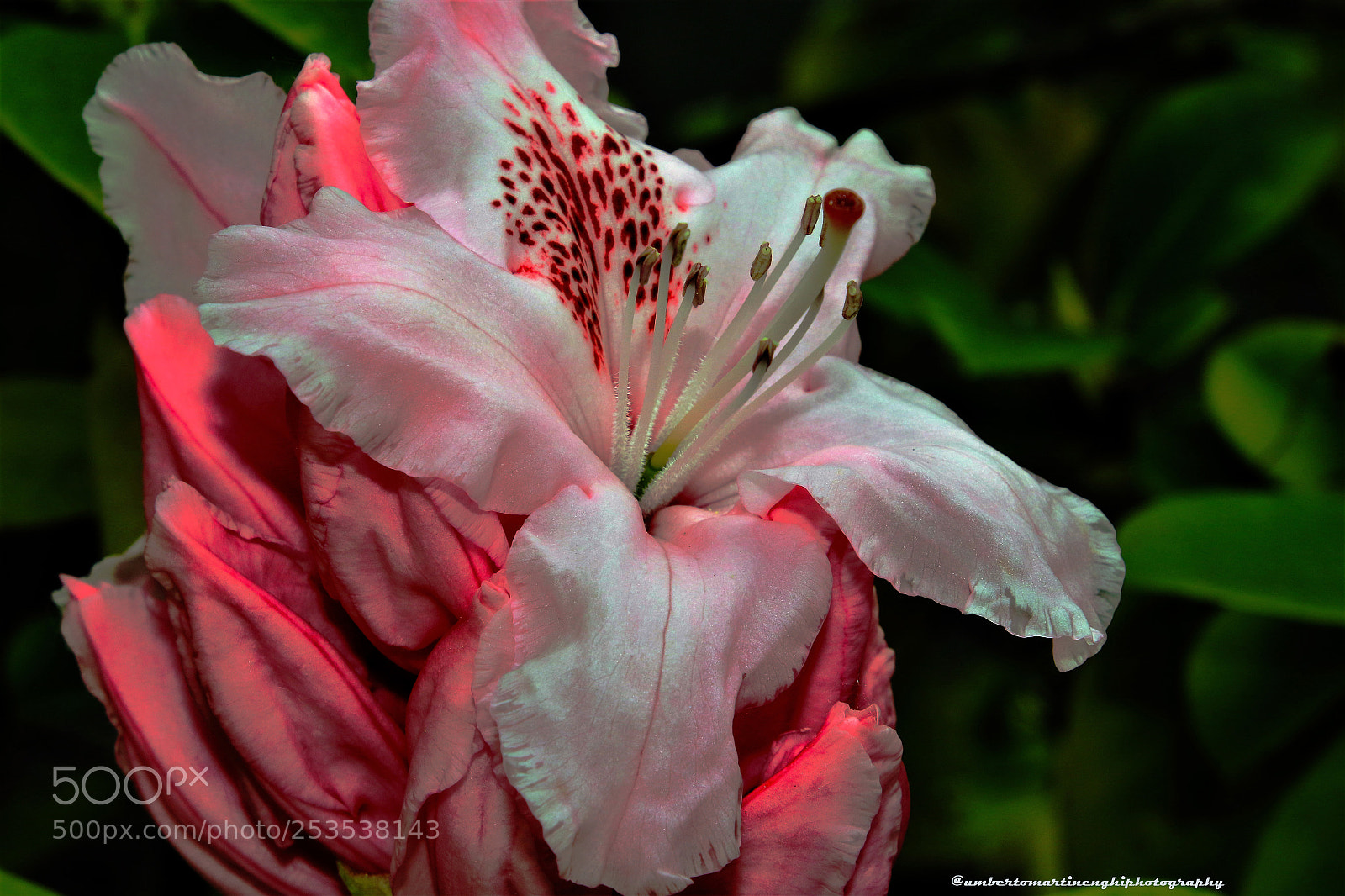 Canon EOS 7D Mark II sample photo. My flowers photography