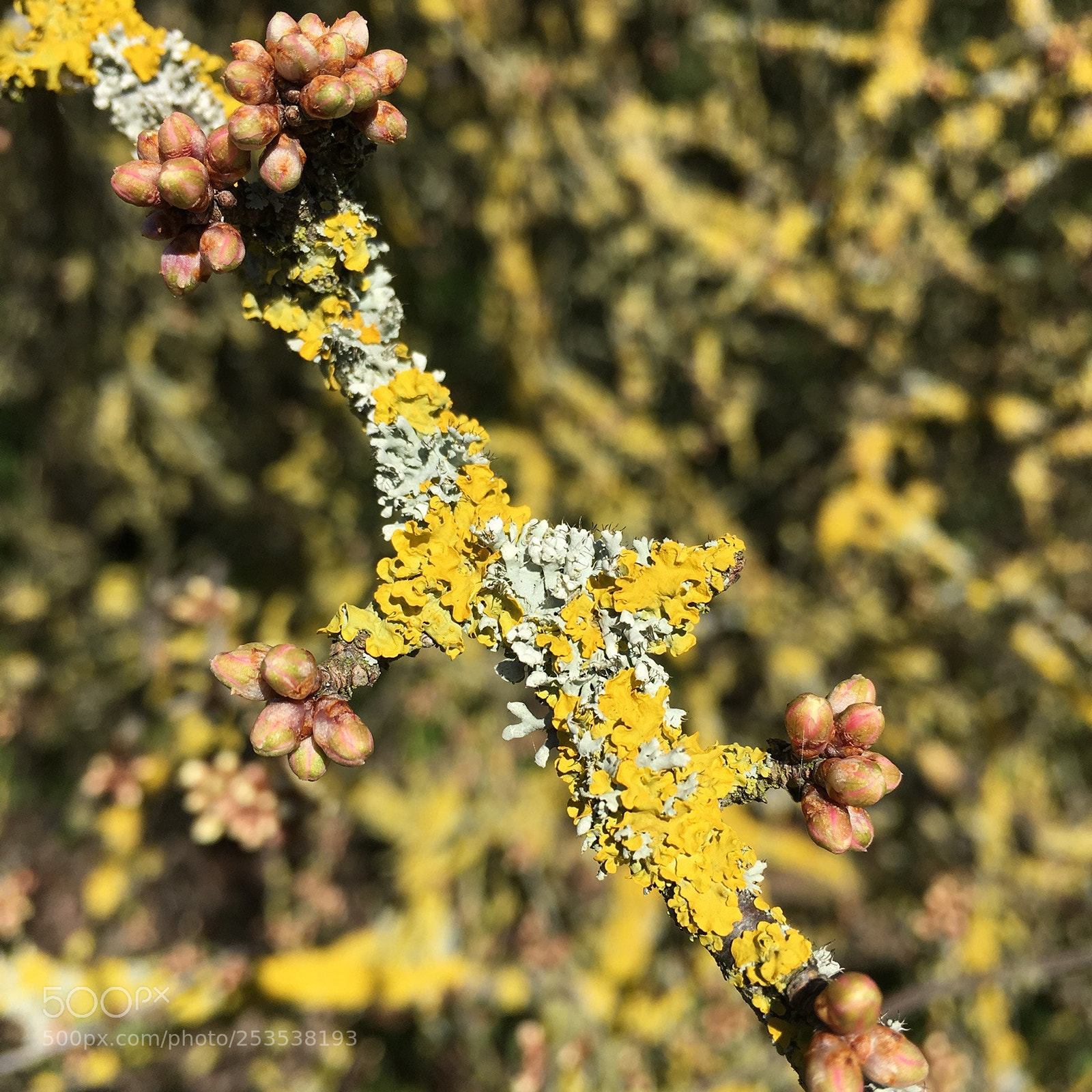 Apple iPhone 6s sample photo. Lichen and budding leaves... photography