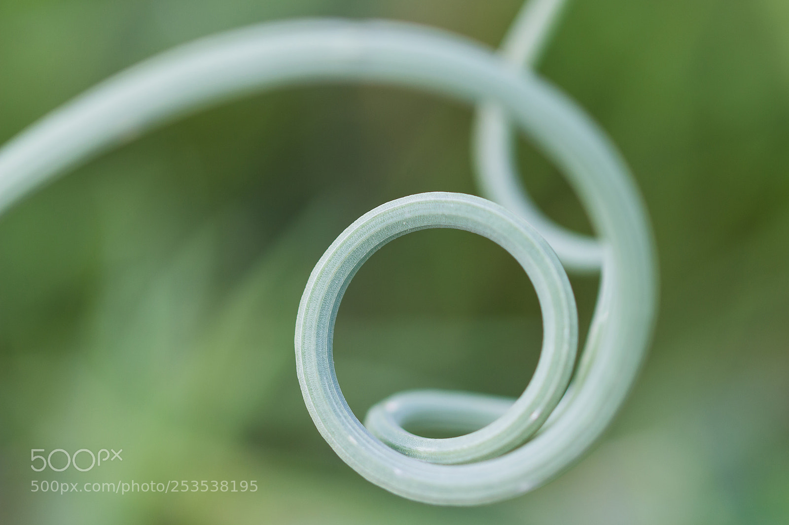 Canon EOS 70D sample photo. Courbe vegetale photography