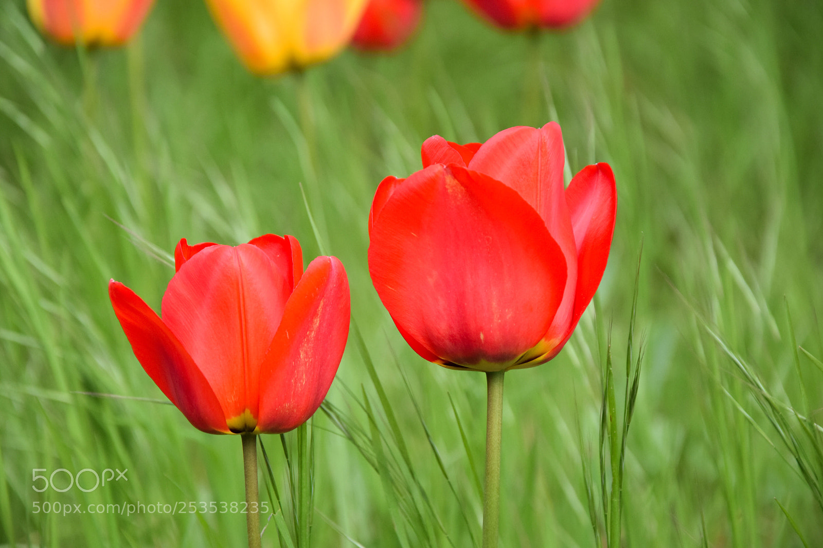 Nikon D5300 sample photo. Deux tulipes rouges photography