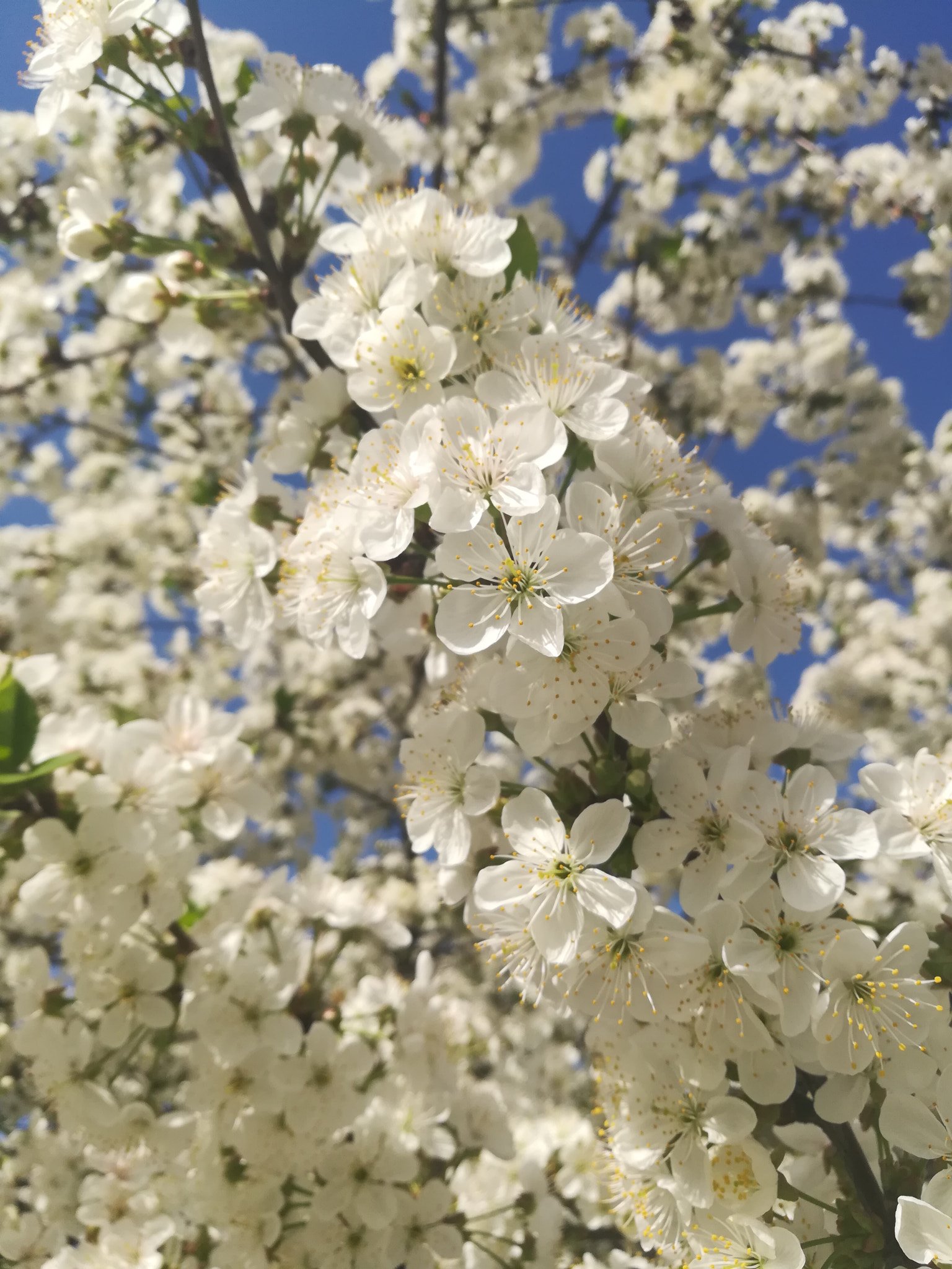 HUAWEI c??Eu?s 6X sample photo