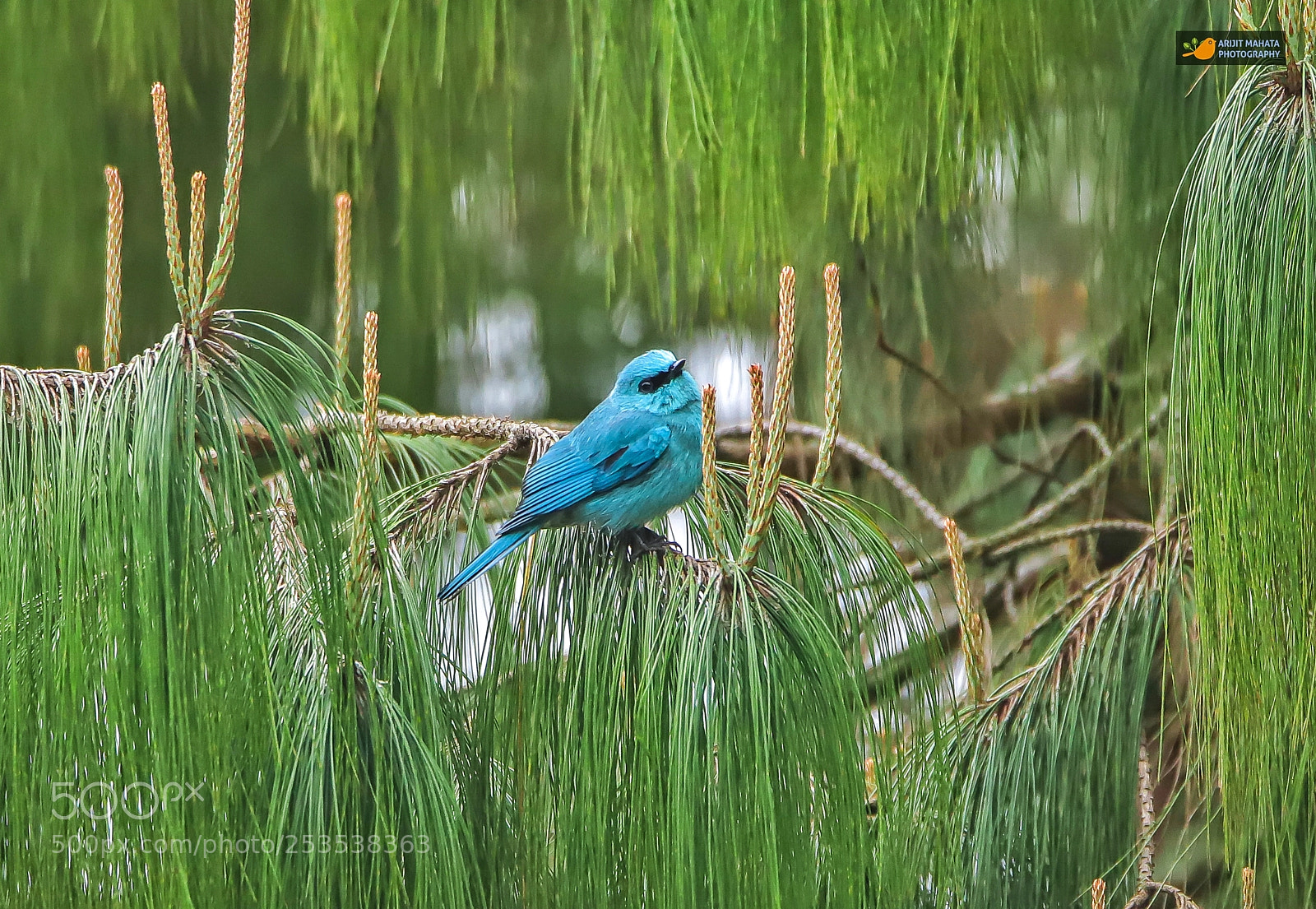Canon EOS 6D Mark II sample photo. Verditer flycatcher....... photography