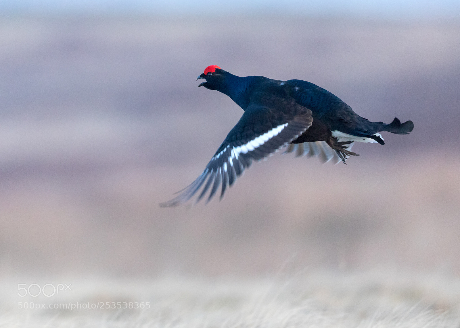 Canon EOS 5D Mark IV sample photo. Black grouse in flight photography