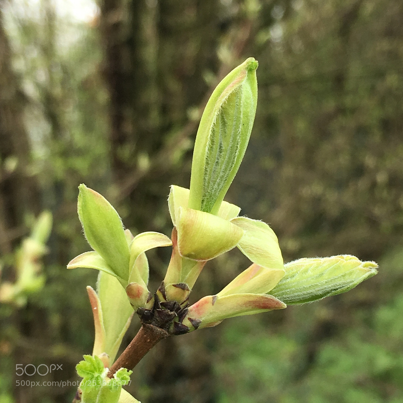Apple iPhone 6s sample photo. Spring at last...... photography