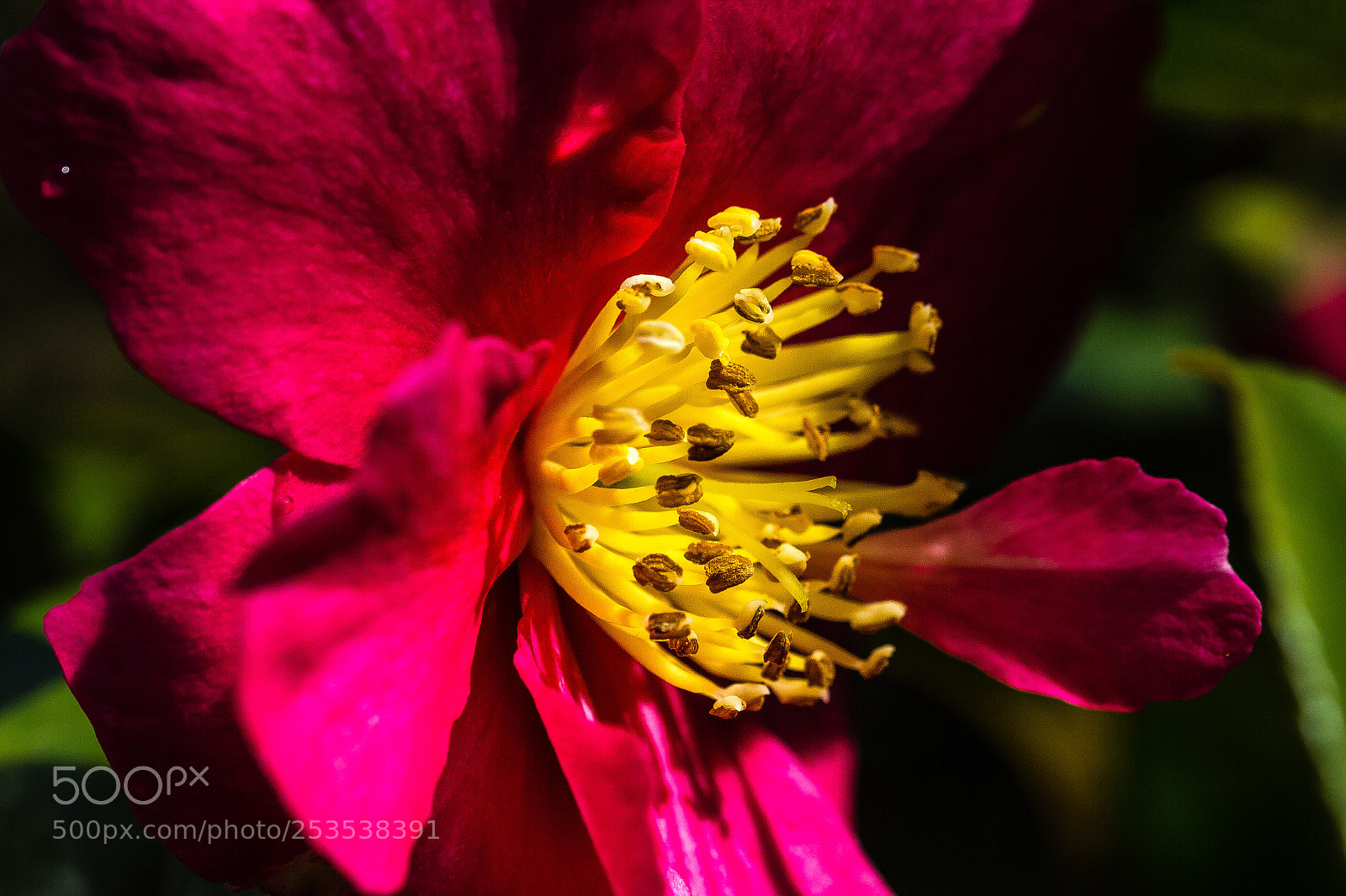 Canon EOS 60D sample photo. Camellia sasanqua 'scarlet king' photography