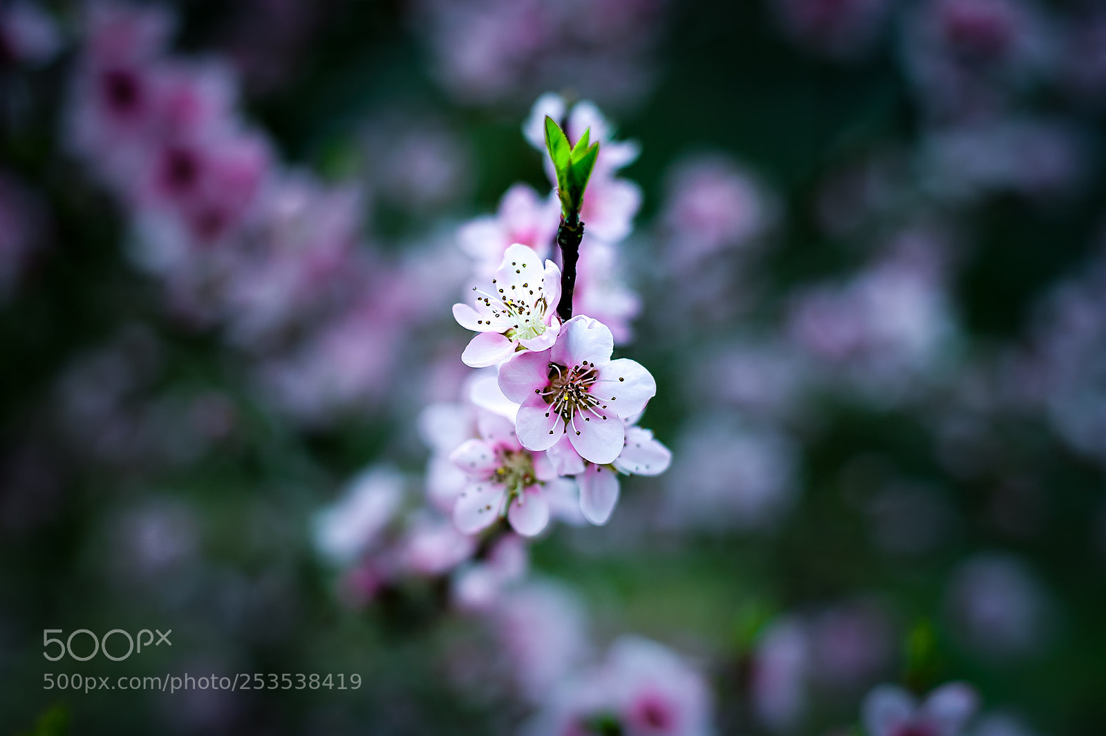 Nikon D700 sample photo. Peach blossoms photography