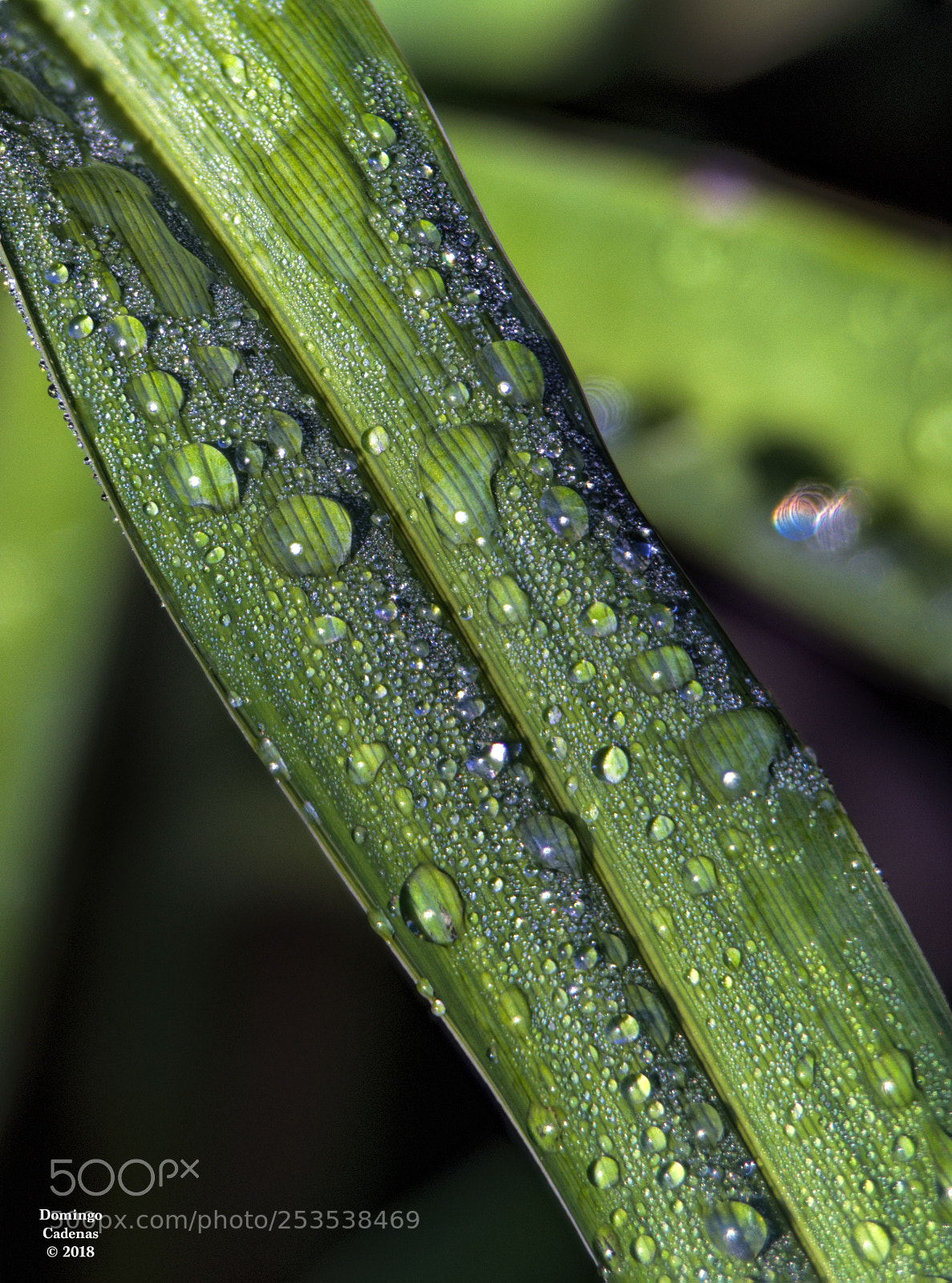 Olympus OM-D E-M10 II sample photo. Gotas photography