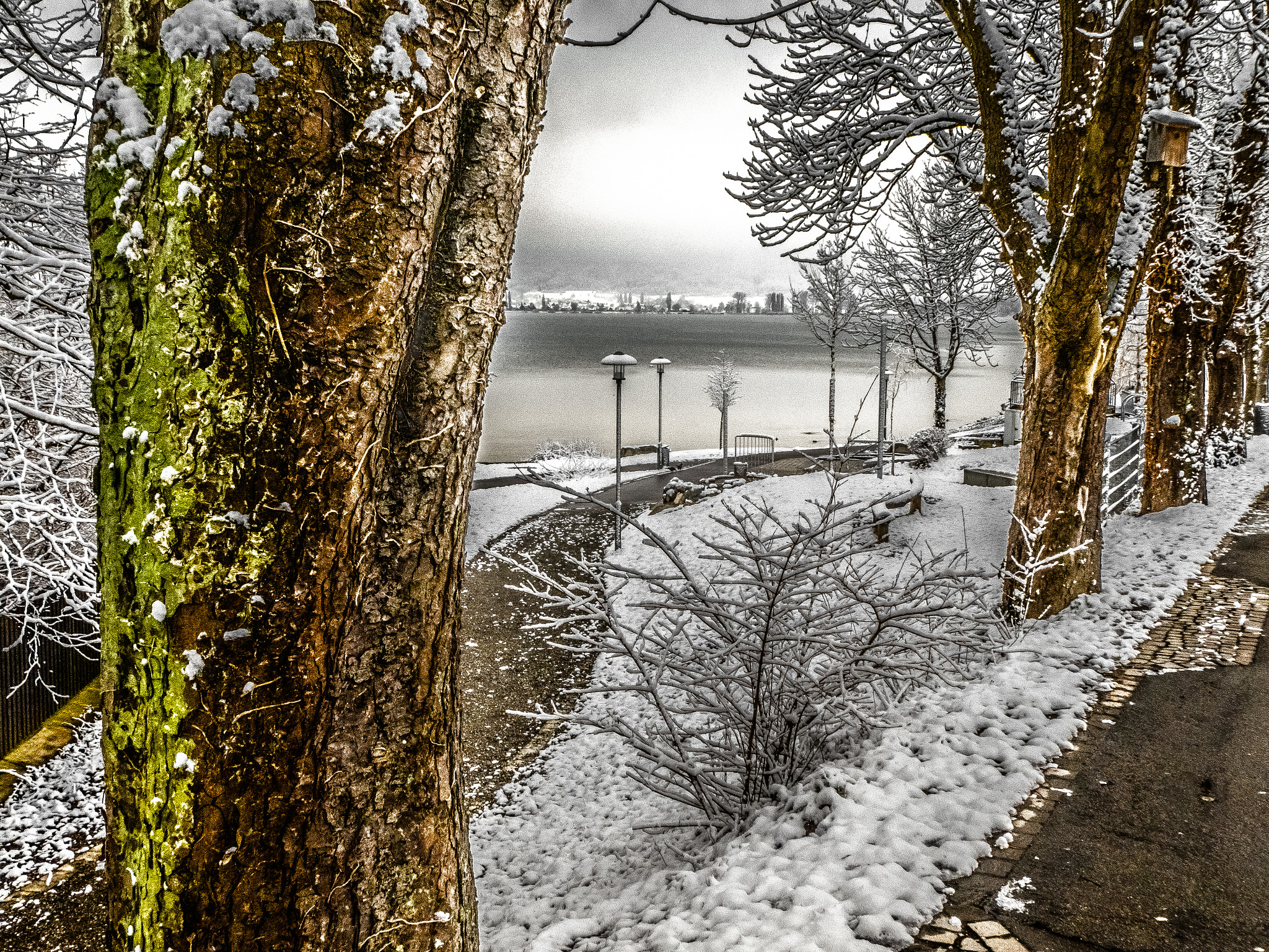 Panasonic DC-TZ91 sample photo. Bäume am see im winter photography