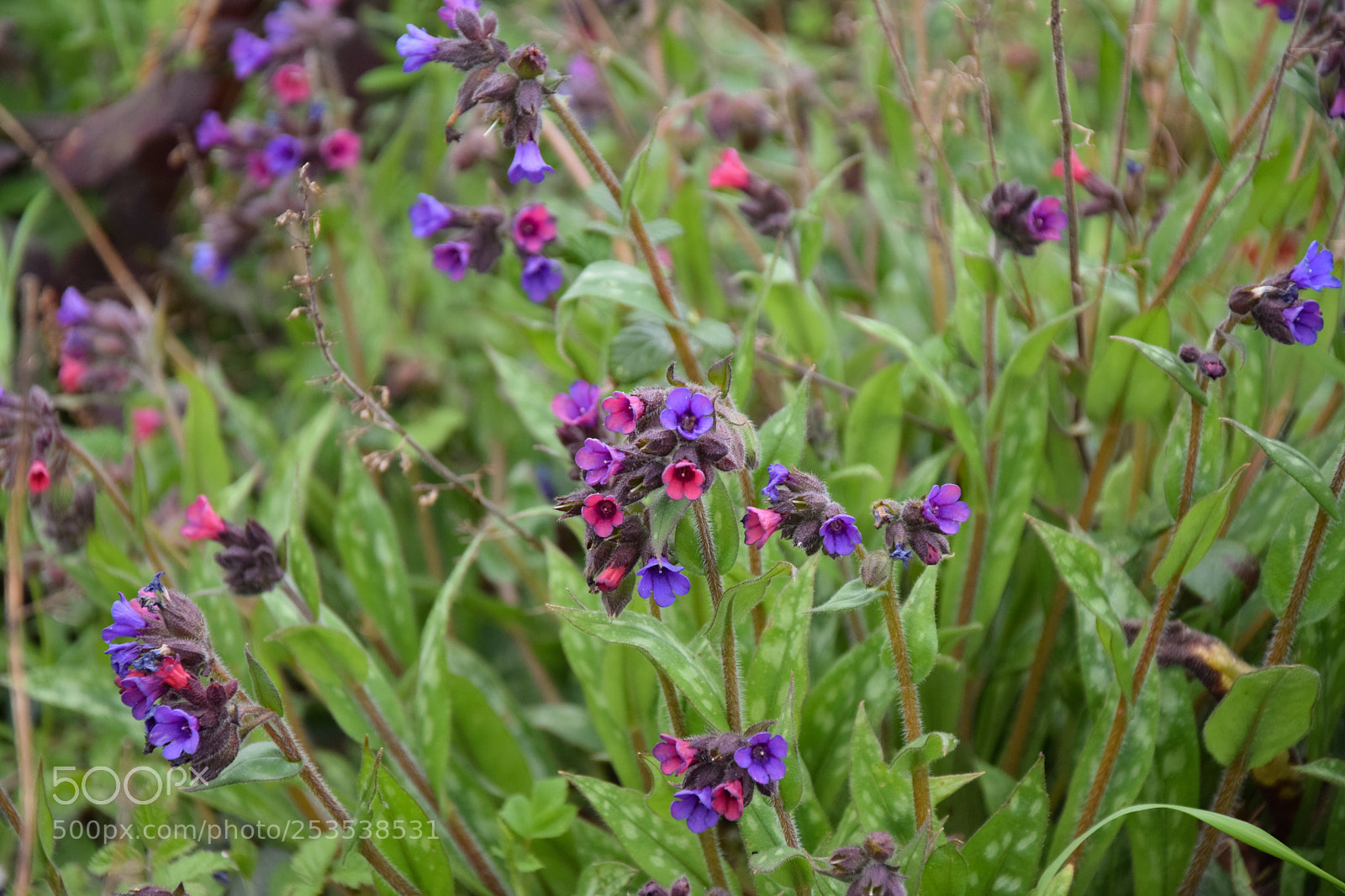 Nikon D5300 sample photo. Fleurs des champs photography