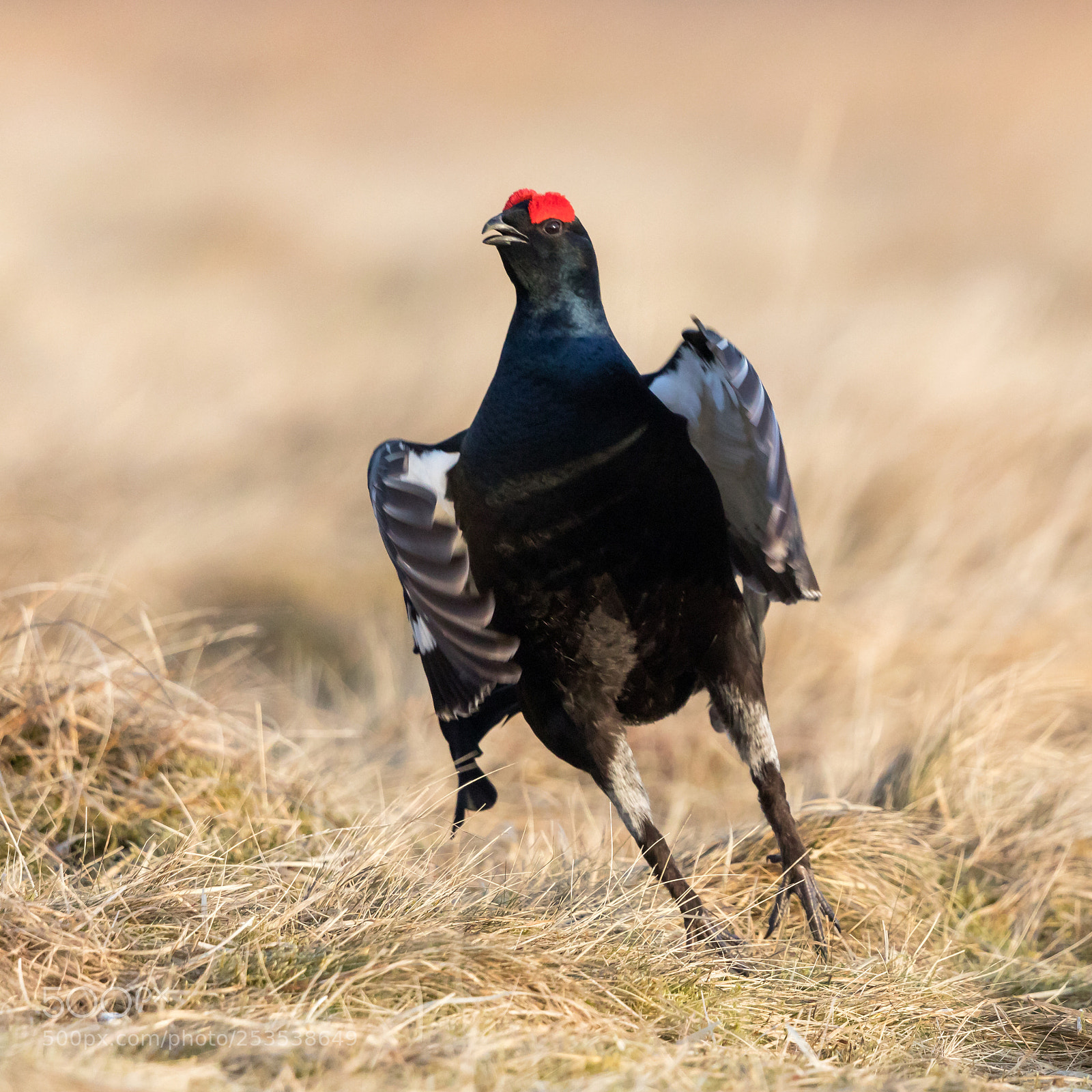 Canon EOS 5D Mark IV sample photo. Black grouse flutter jump photography
