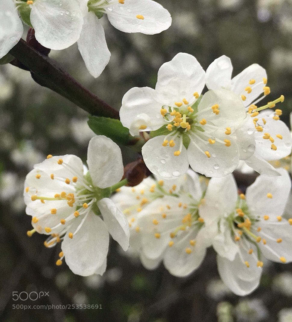 Apple iPhone 6s sample photo. Blossom and water droplets..... photography