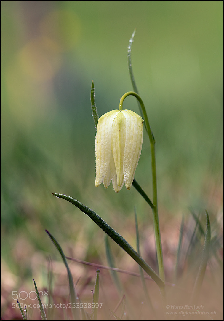 Nikon D850 sample photo. Fritillaria meleagris photography