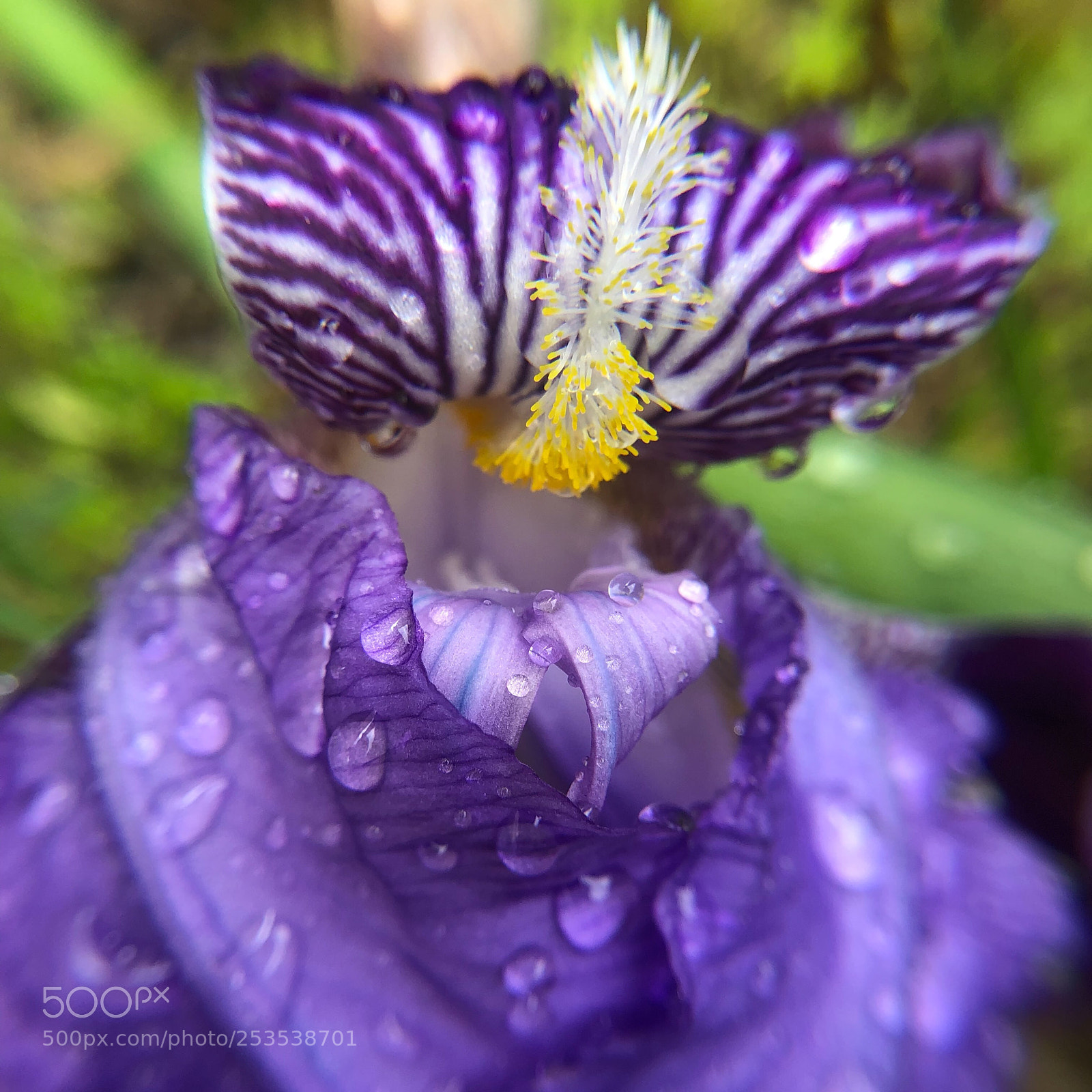 Apple iPhone X sample photo. Iris sous la pluie ☔️  photography