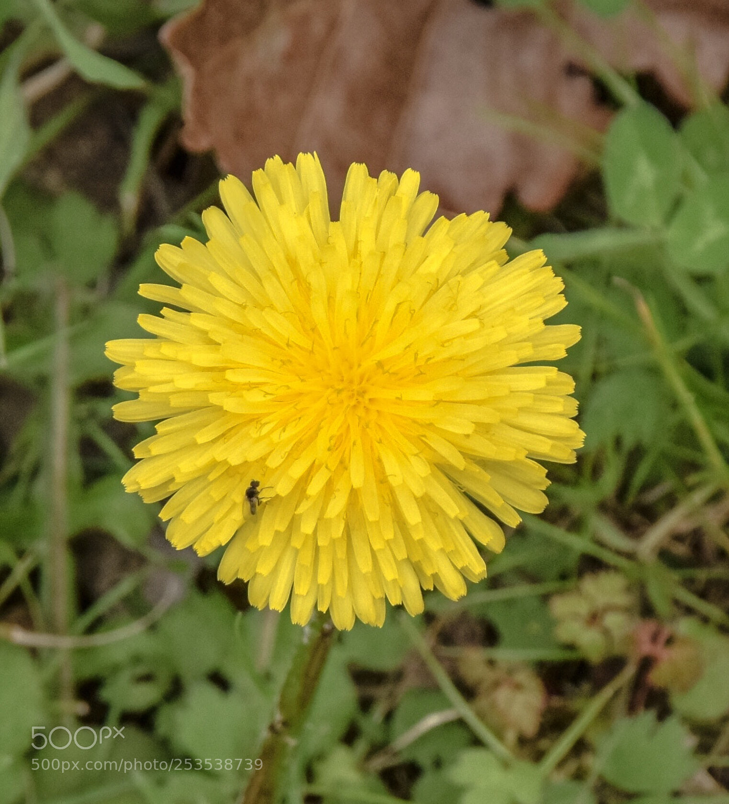 Nikon D5300 sample photo. Fleur jaune, dent de photography