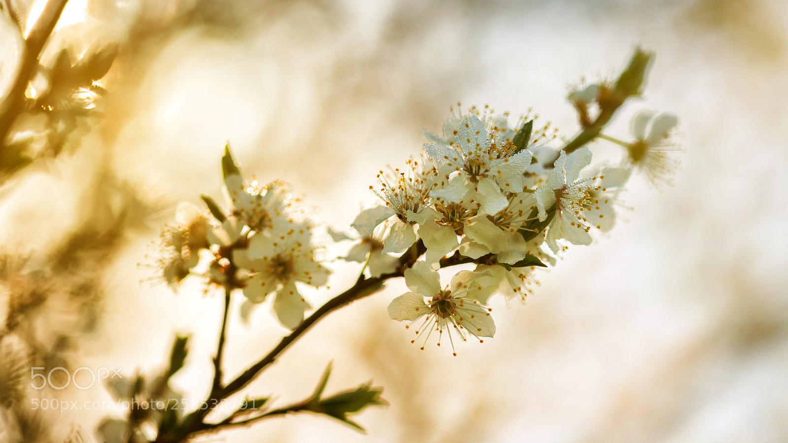 Canon EOS 5D sample photo. - photography