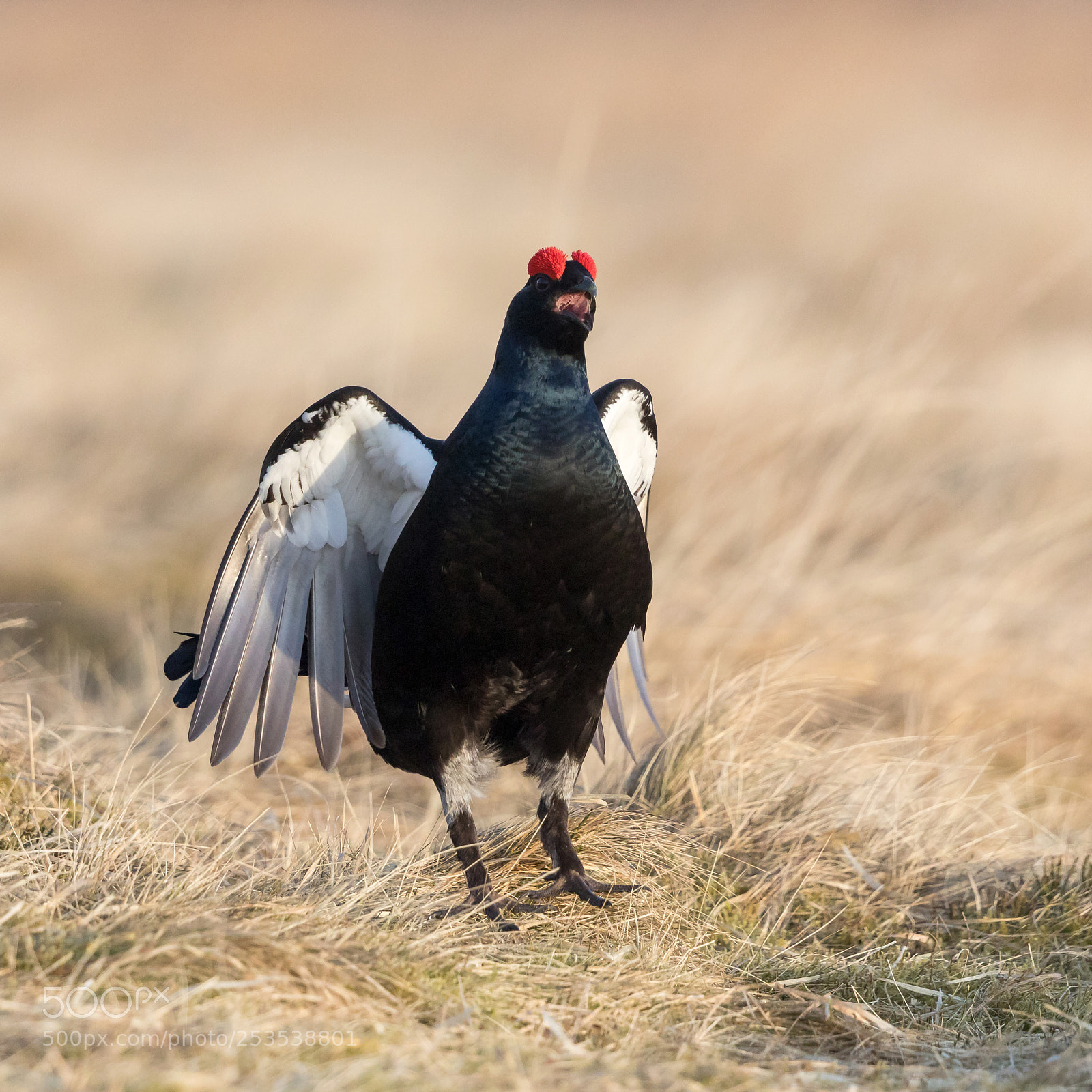 Canon EOS 5D Mark IV sample photo. Black grouse flutter jump photography